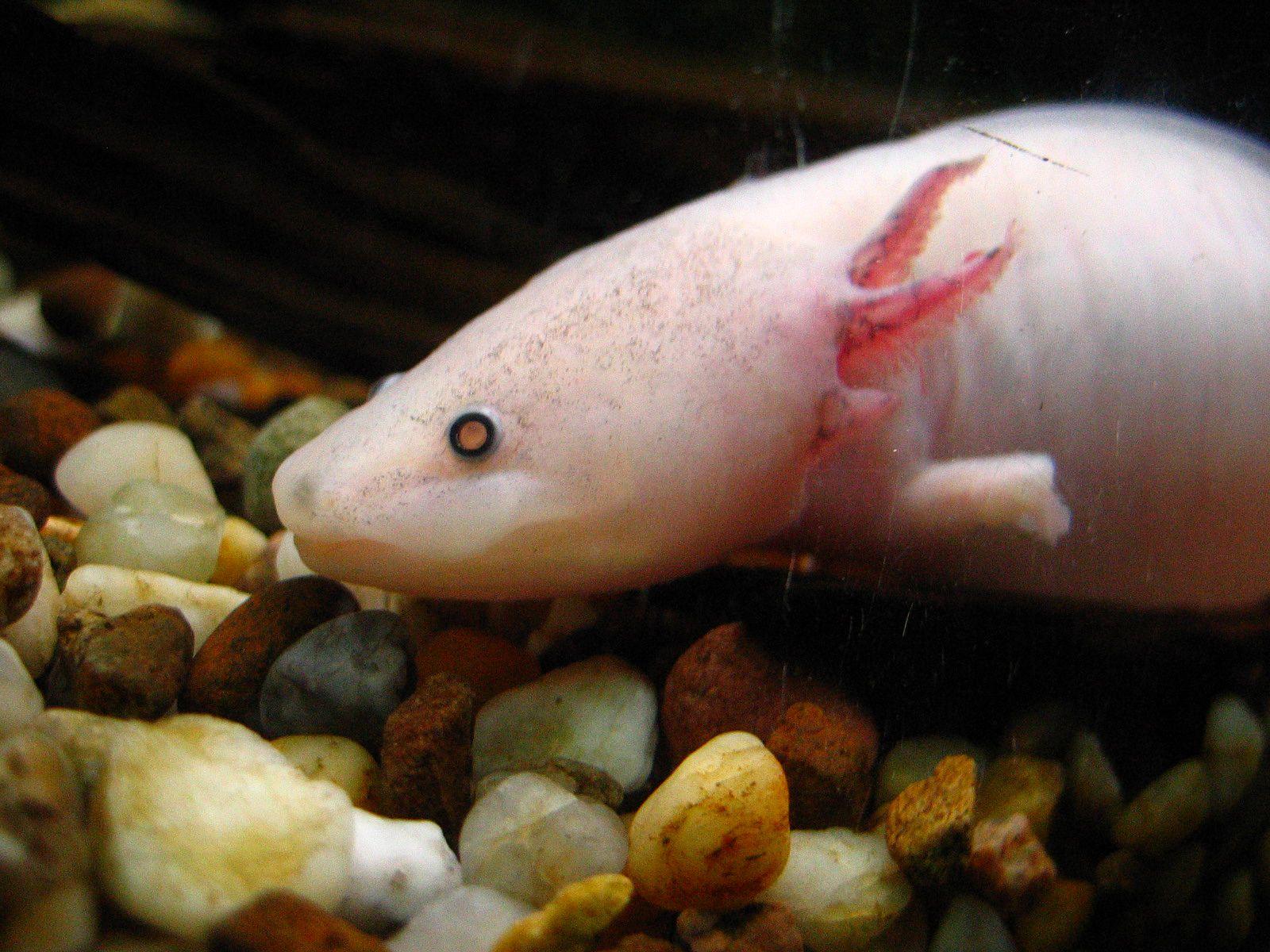 1600x1200 Animals, Birds, Creatures. Wild Life & Sea Side: Axolotl wallpaper