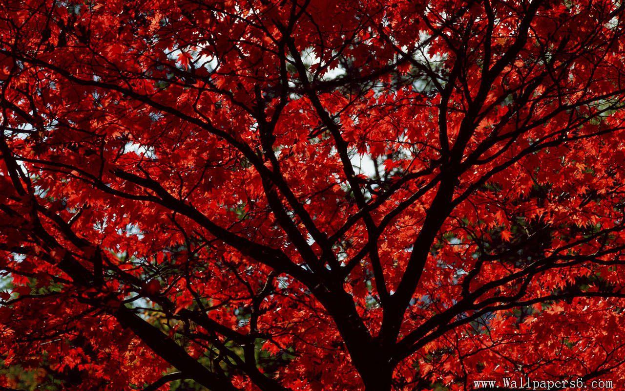 1280x800 Red Leaves Wallpaper