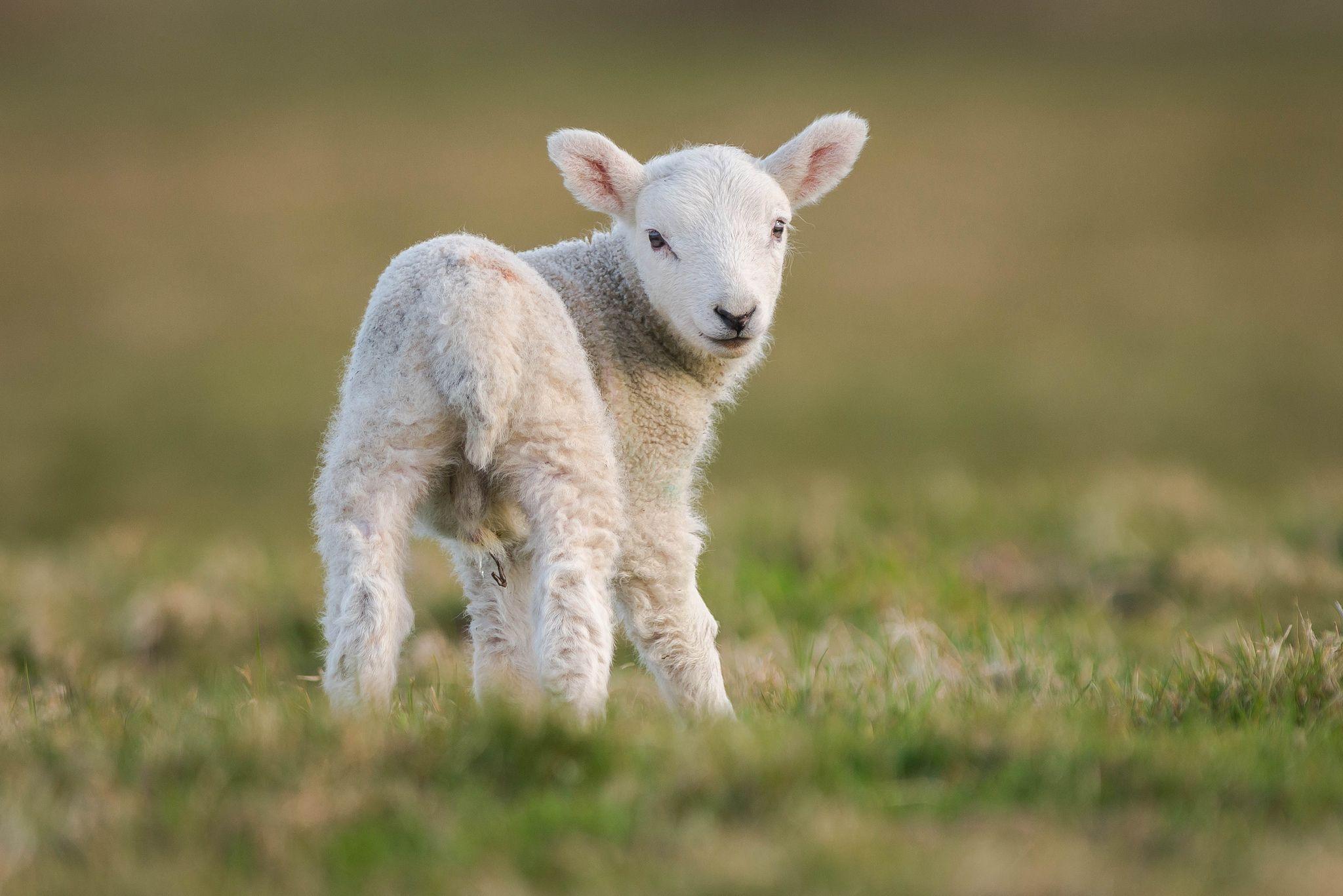 2048x1367 Goat HD Wallpaper and Background Image
