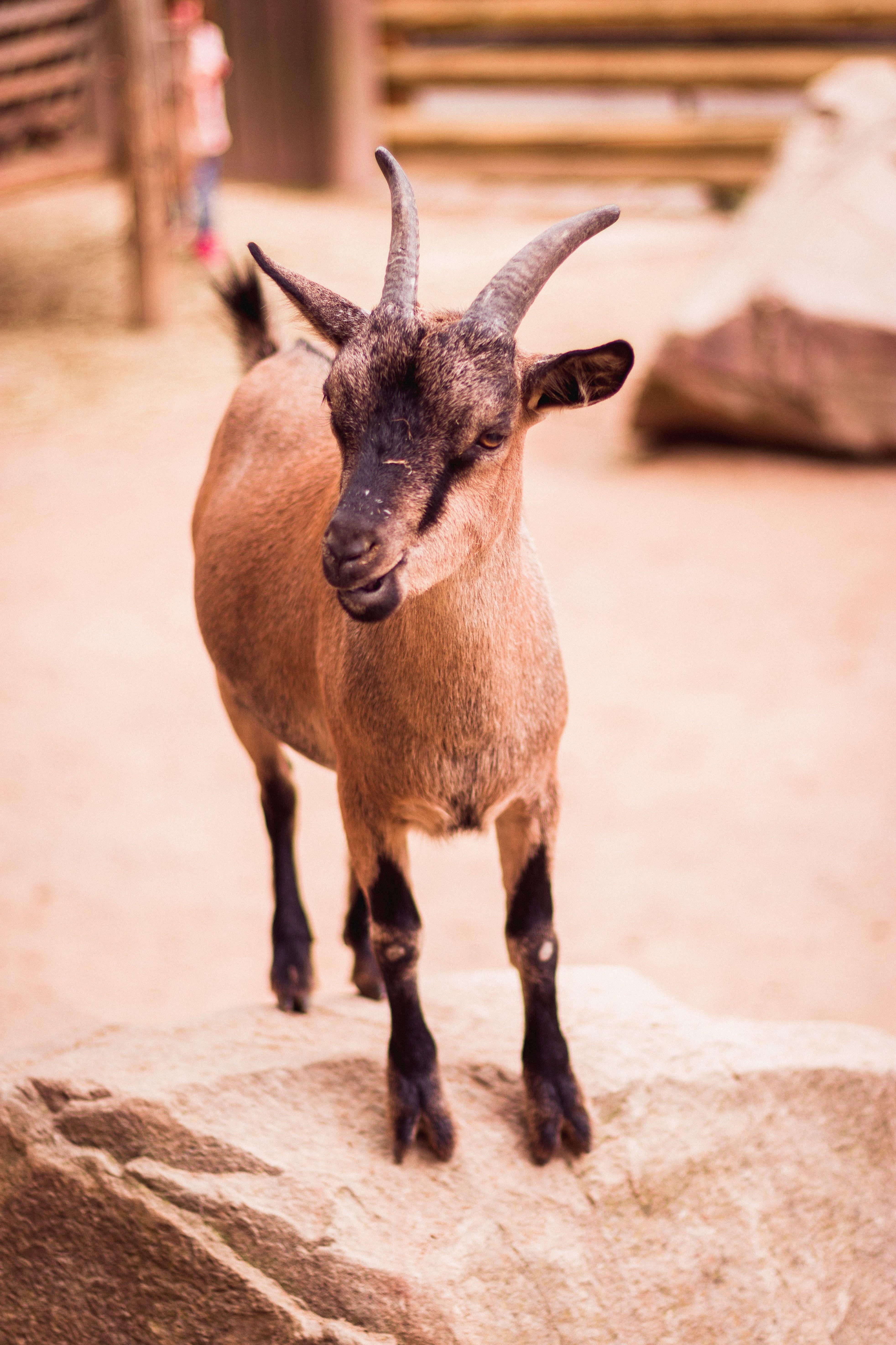3928x5892 Baby Goat Picture. Download Free Image