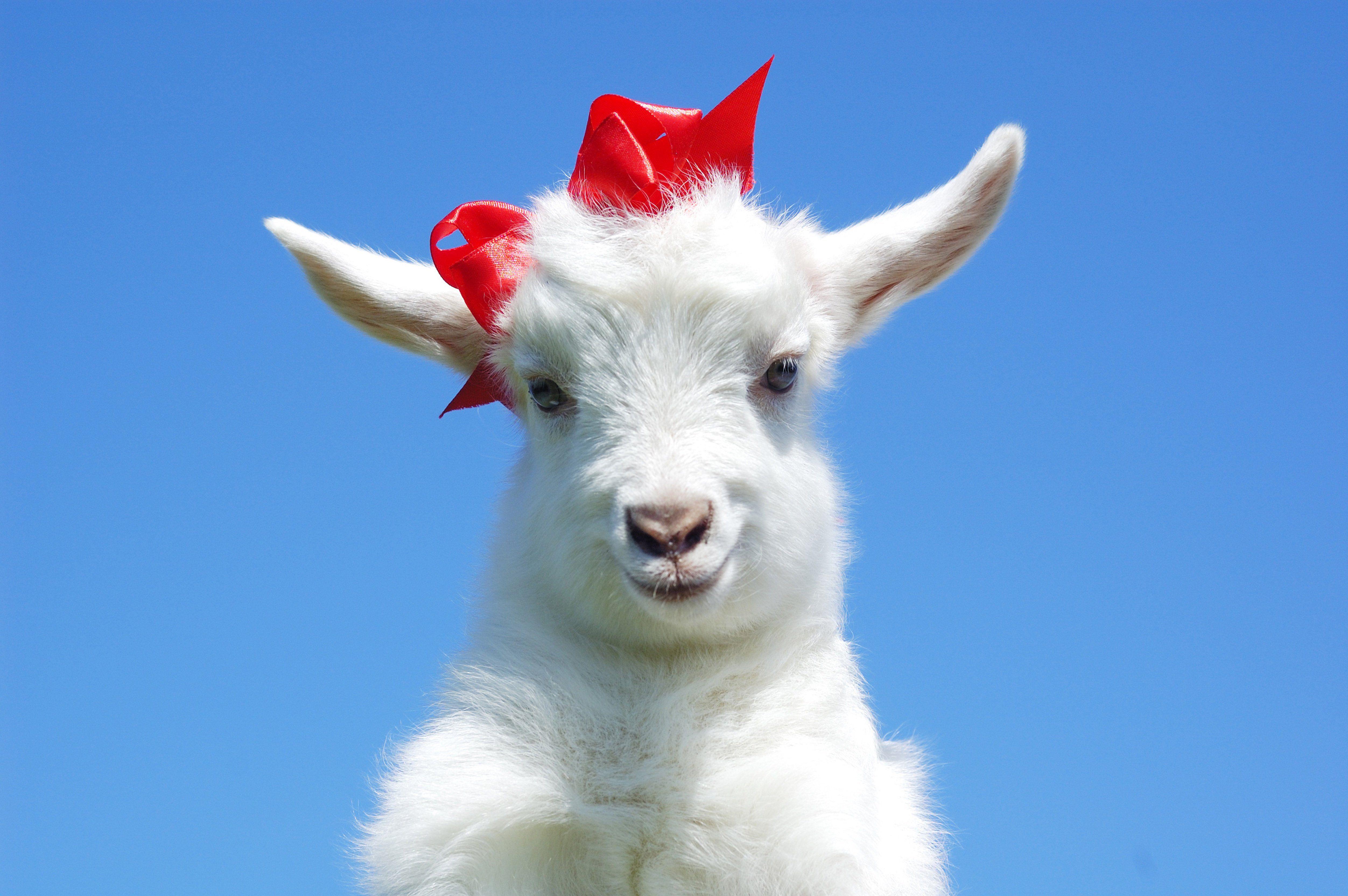 5008x3330 Artiodactyl Goat Bowknot Animals baby wallpaperx3330