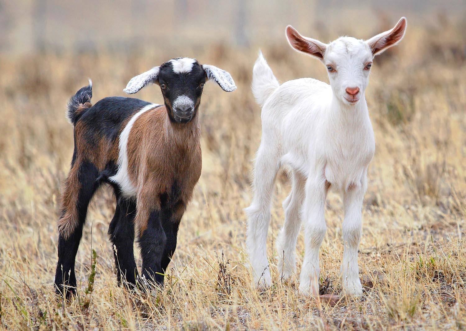 Baby Goat Hd Wallpapers