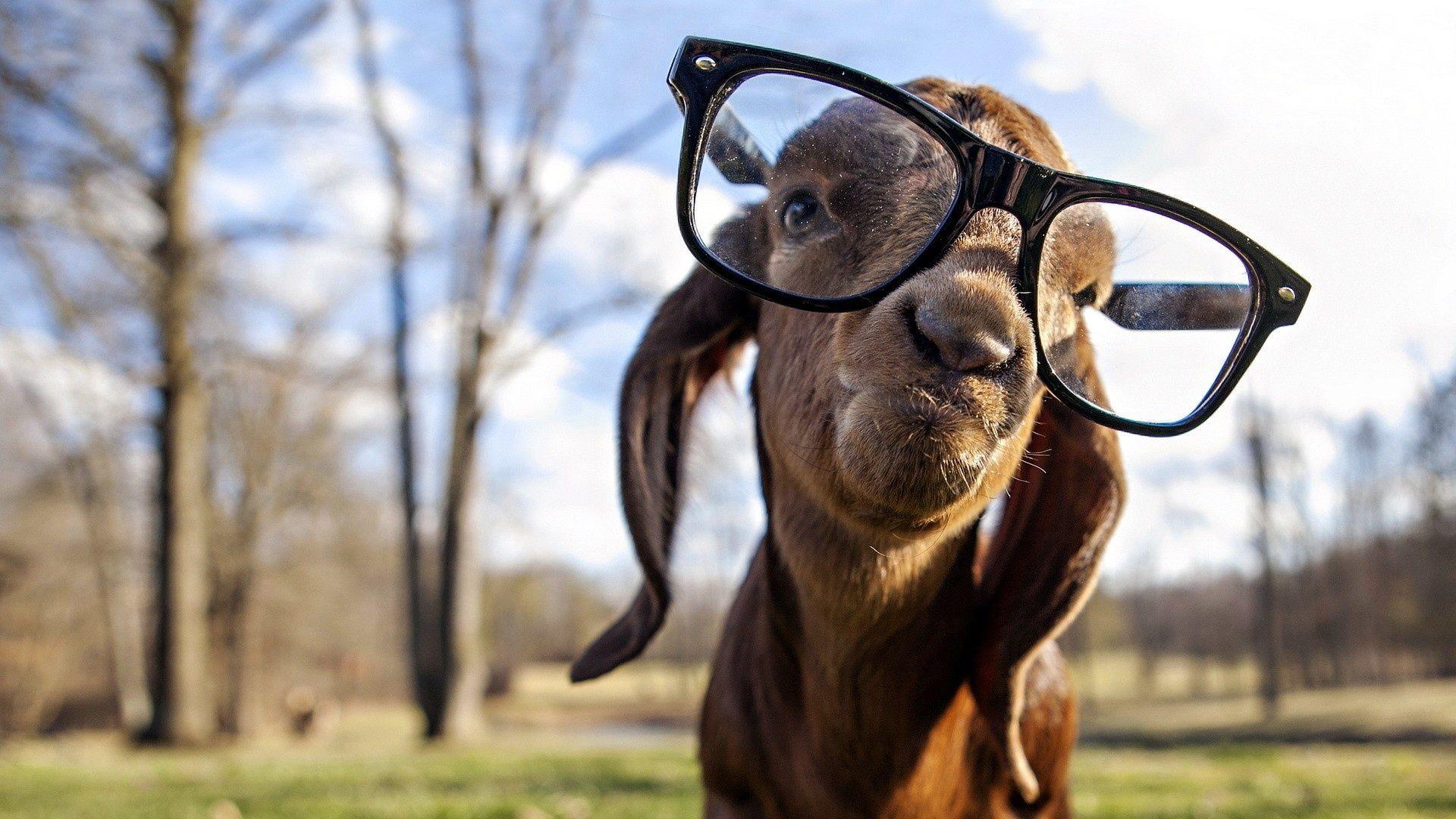 1920x1080 Goat With Big Glasses Wallpaper