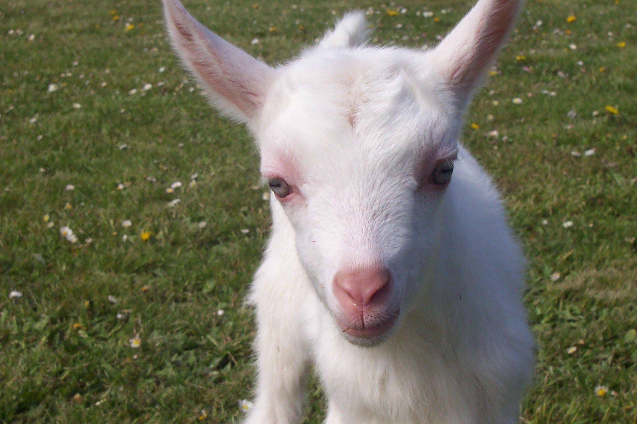 2032x1354 Baby Goat Wallpaper Goat, Download Wallpaper