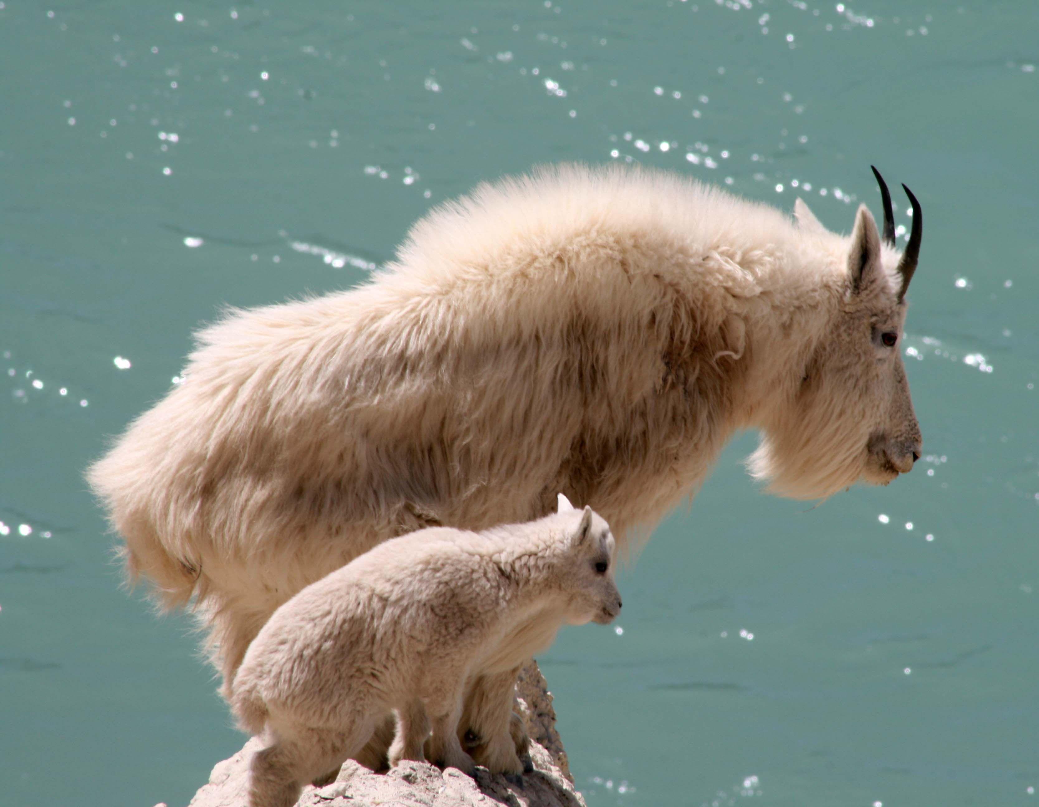 3335x2592 Goat HD Wallpaper