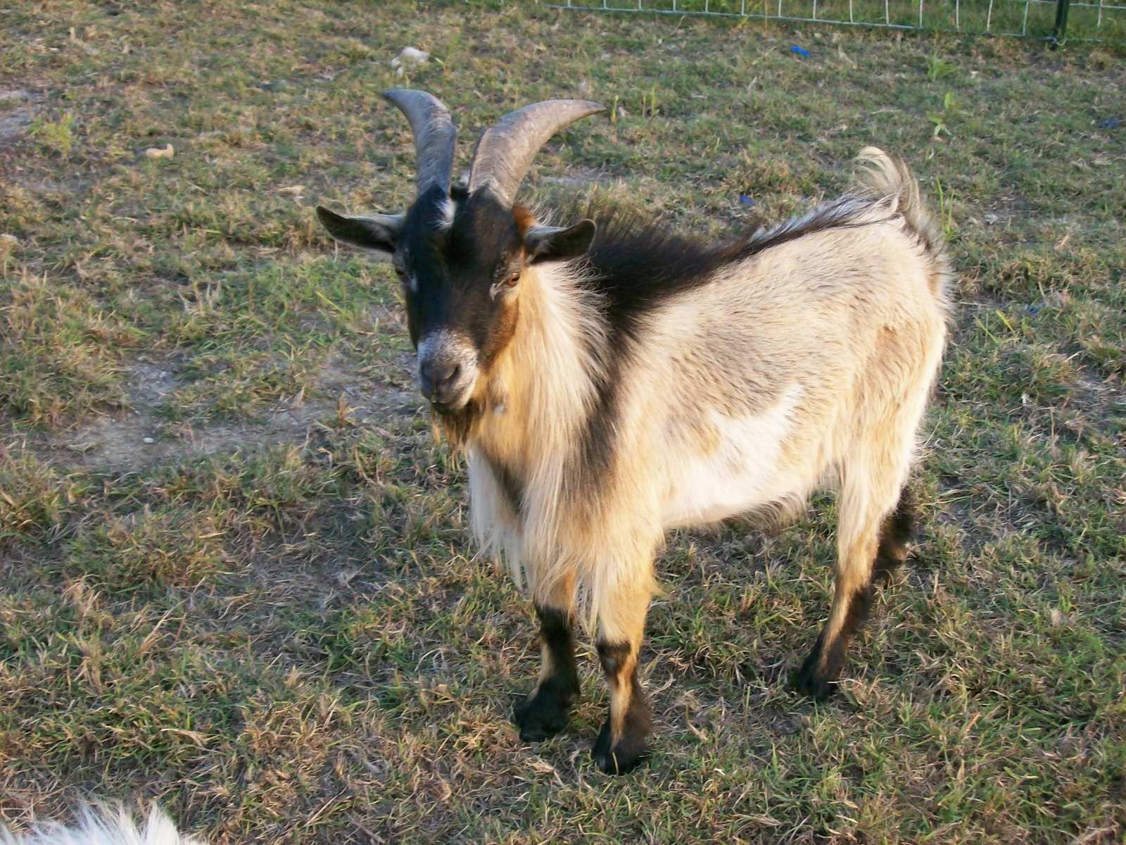 1600x1200 Strange Pets. Goat picture, Goats, Pets