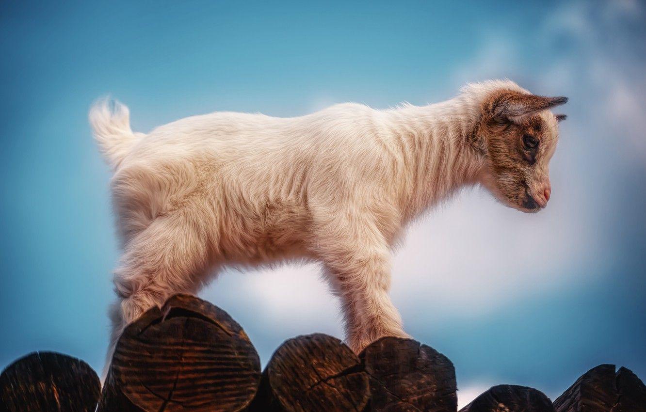 1332x850 Wallpaper background, baby, goat image for desktop, section животные