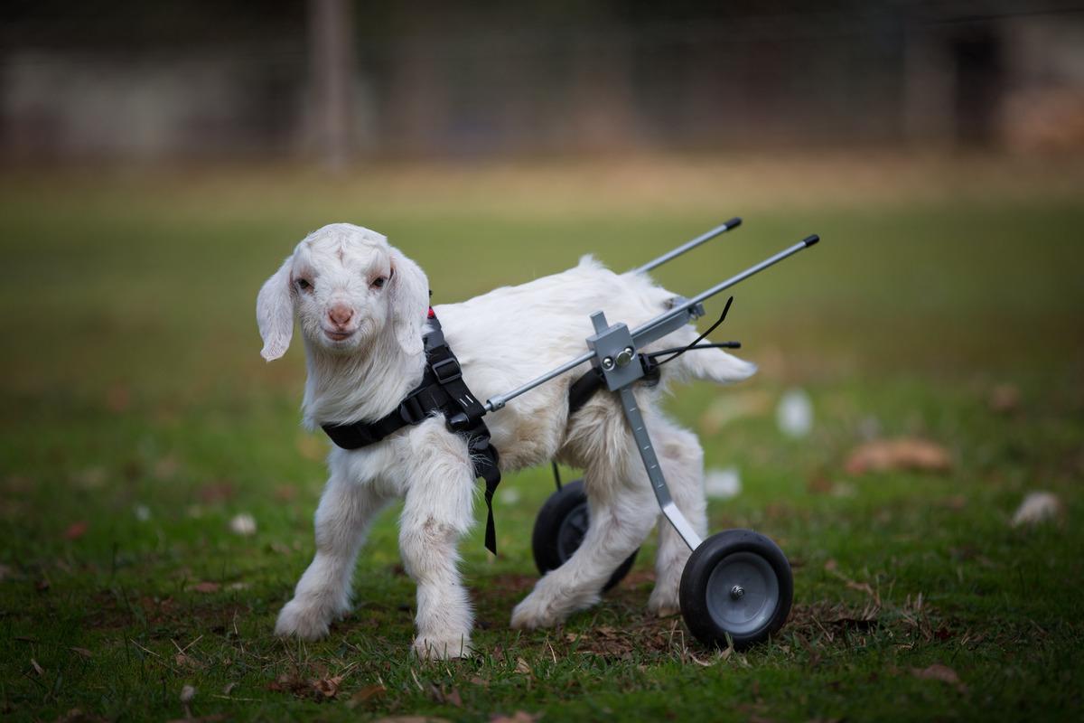 1200x800 This Baby Goat Is So Happy With His New Wheelchair