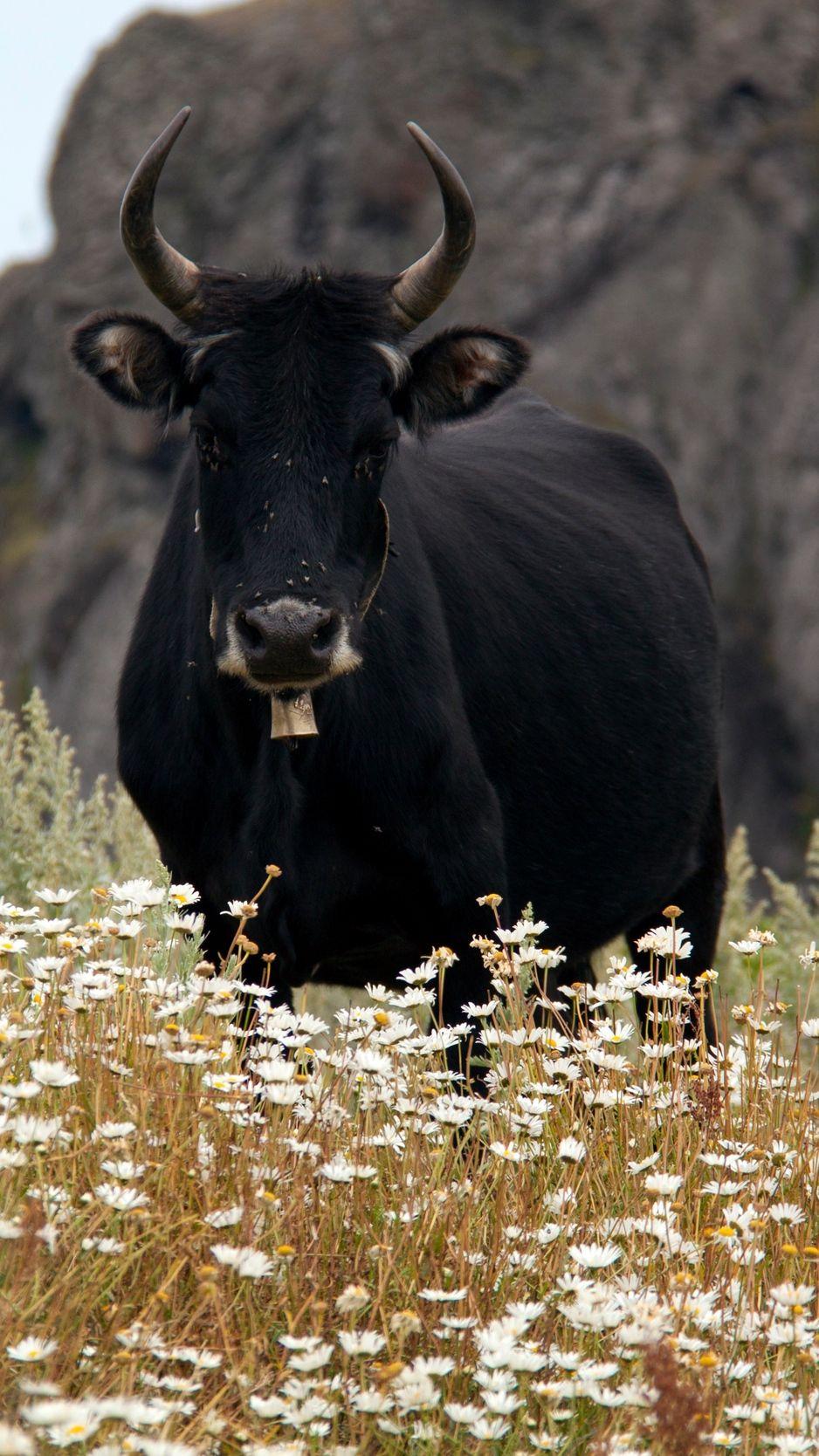 938x1668 Download wallpaper 938x1668 bull, cow, horns, daisies, field