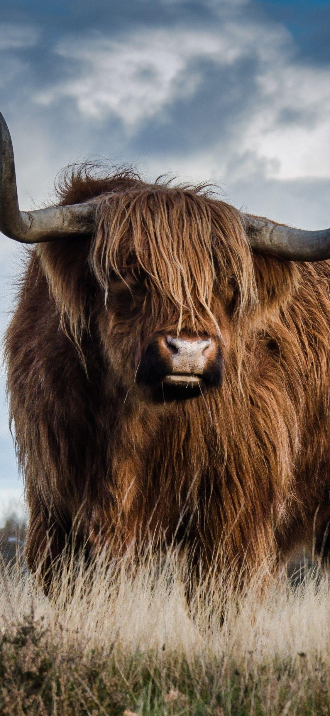 1125x2436 Bull iPhone XS, iPhone iPhone X HD 4k Wallpaper
