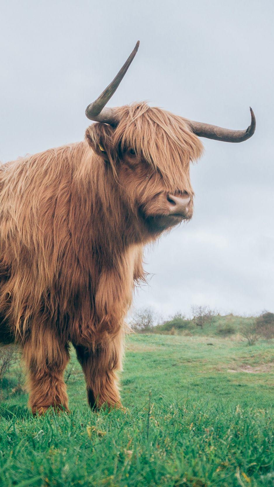 938x1668 Download Wallpaper 938x1668 Bull, Horns, Fur, Grass Iphone 8 7 6s