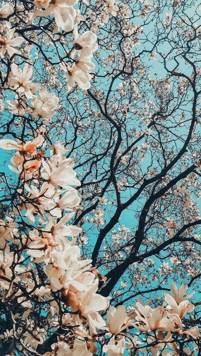 700x1241 + spring wallpaper image for your phone and desktop