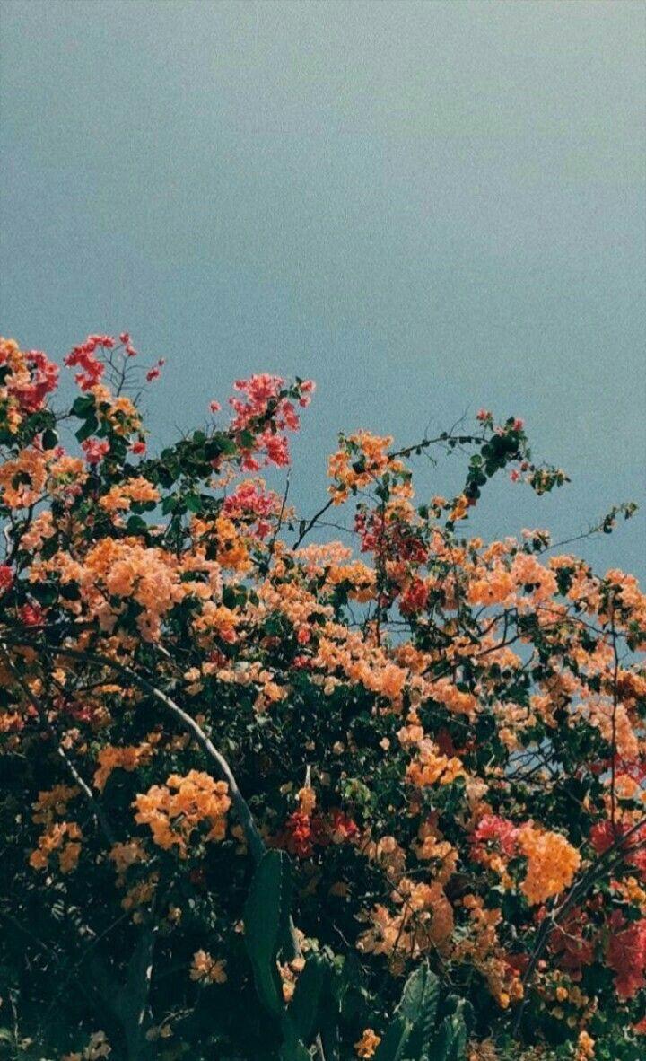 720x1182 Flower aesthetic, Aesthetic wallpaper .com