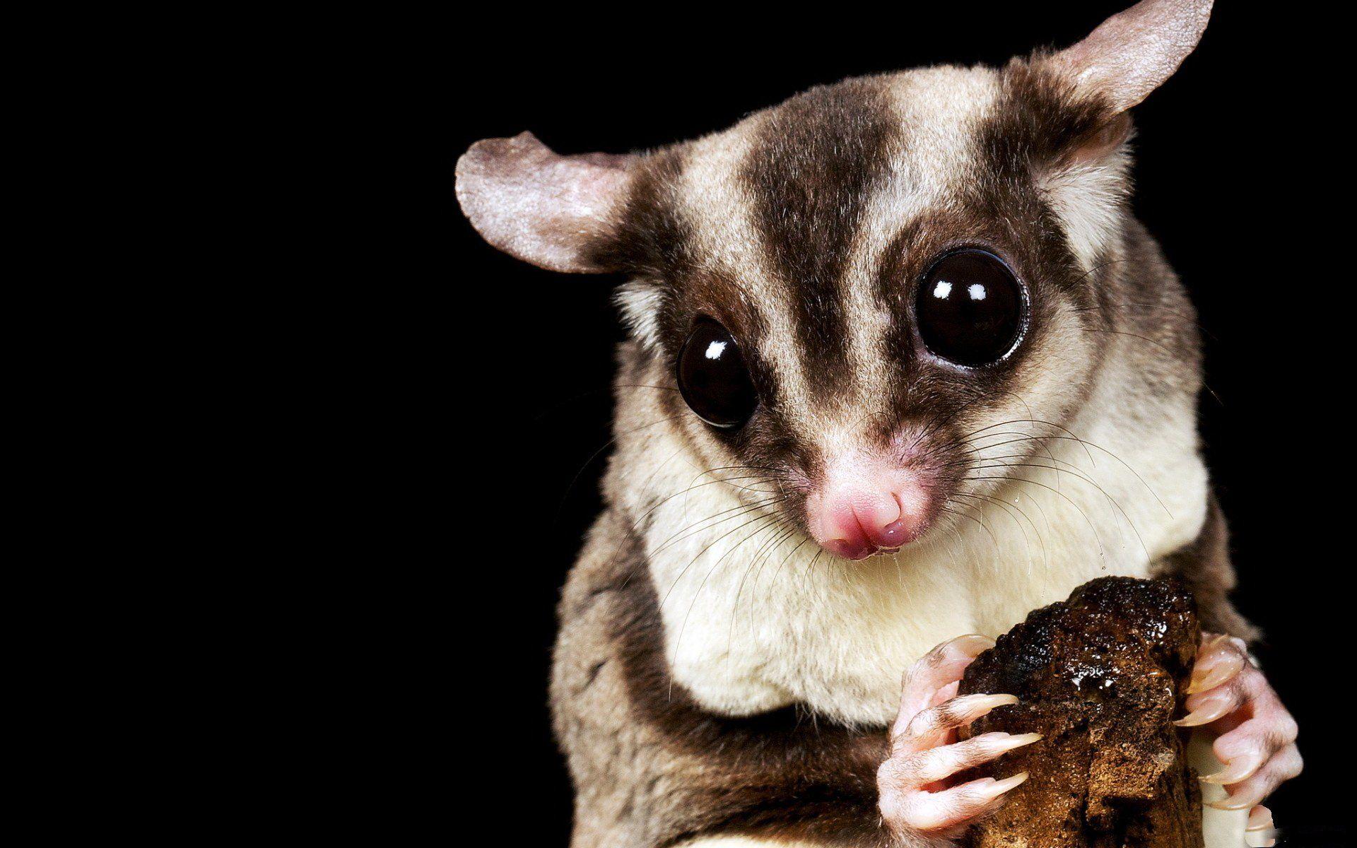 1920x1200 Sugar Glider HD Wallpaper and Background Image