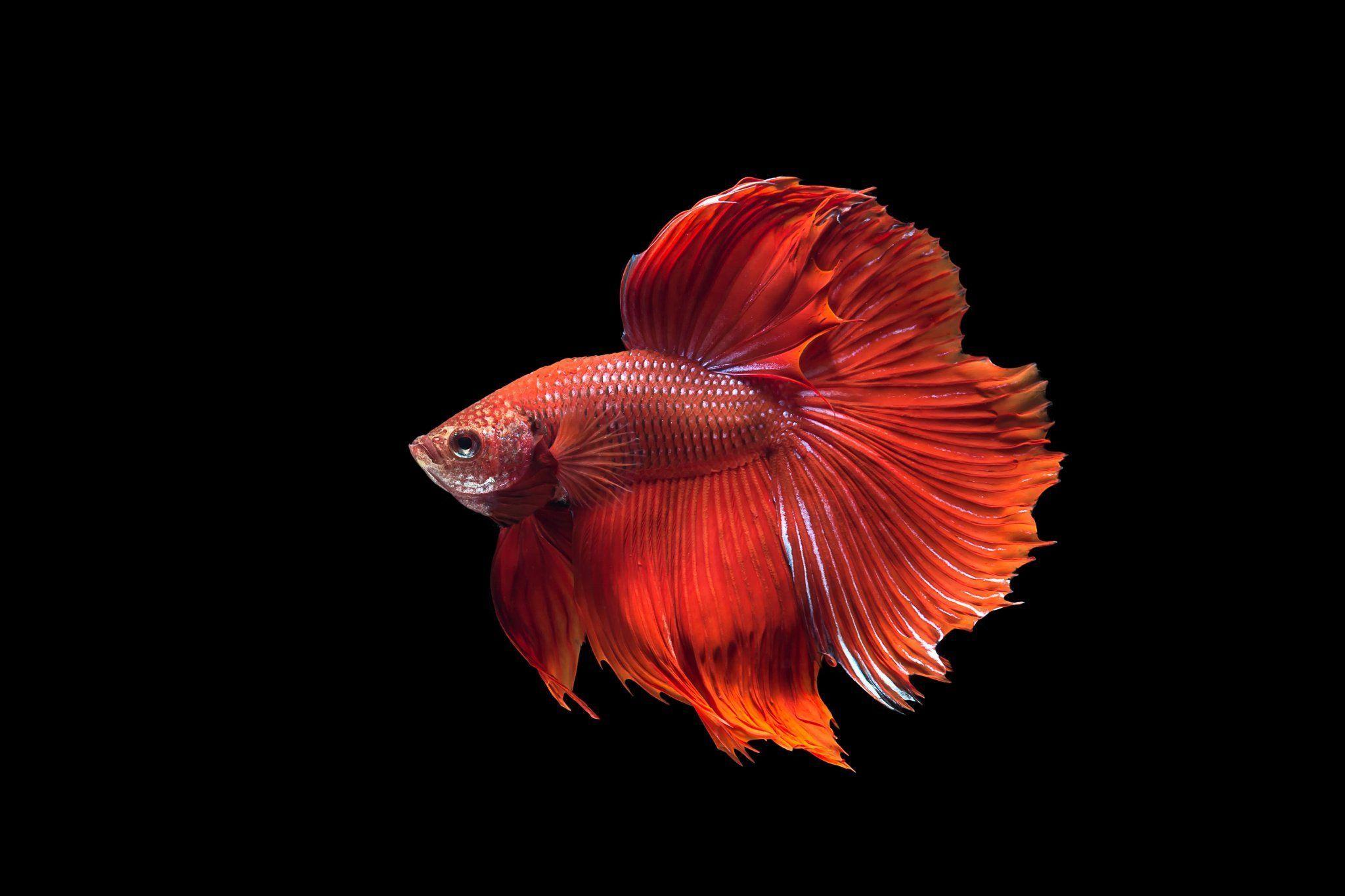 2048x1365 Siamese Fighting Fish HD Wallpaper Moon Fighter Fish