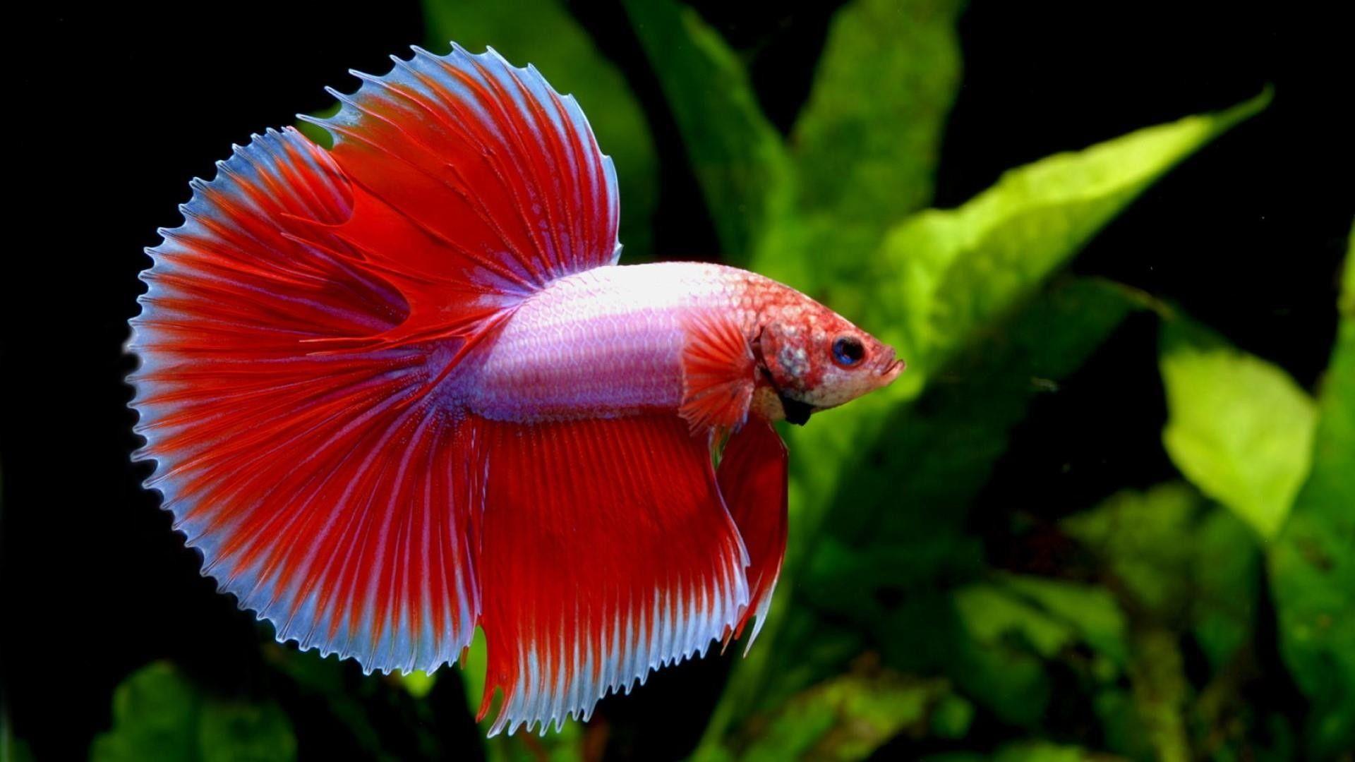 Betta Fish Desktop Wallpapers - Top Free Betta Fish Desktop Backgrounds