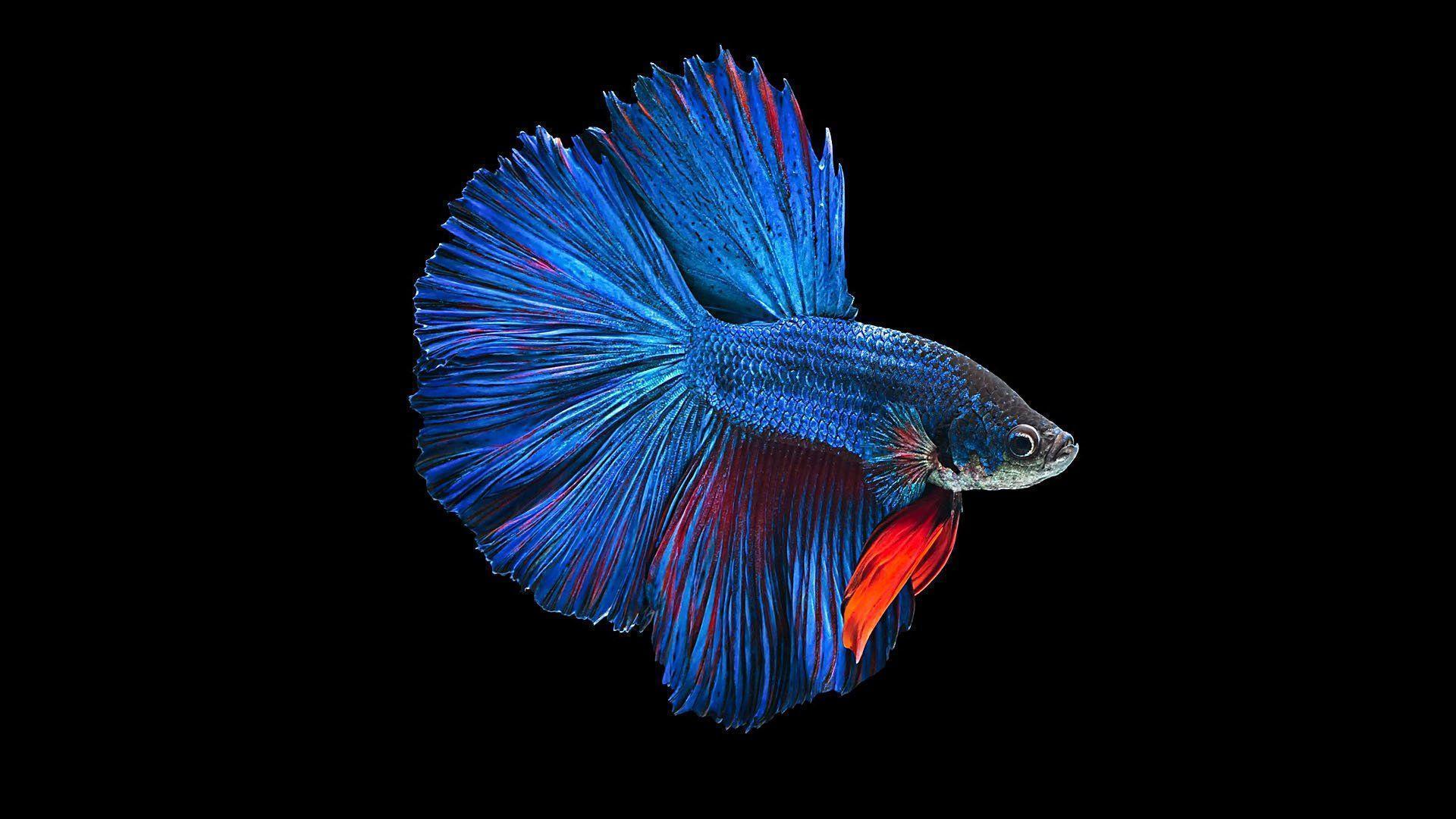 1920x1080 Betta Wallpaper