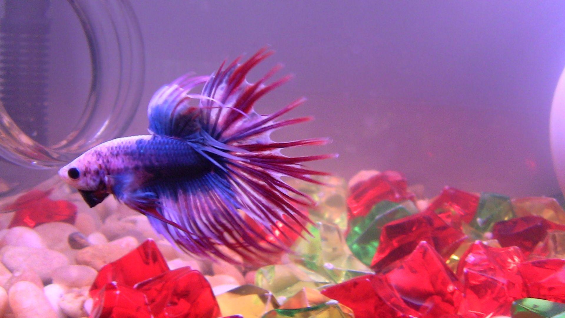 Betta Fish Desktop Wallpapers - Top Những Hình Ảnh Đẹp