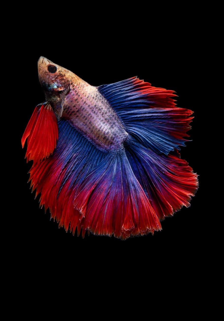 910x1300 Betta 1080P, 2K, 4K, 5K HD wallpaper free download