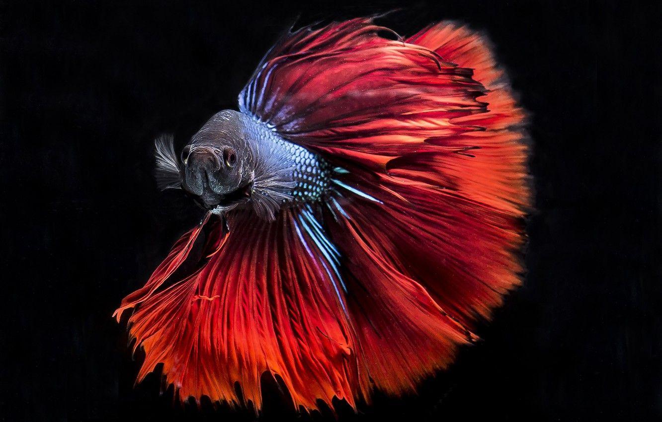 Betta Fish Desktop Wallpapers - Top Free Betta Fish Desktop Backgrounds