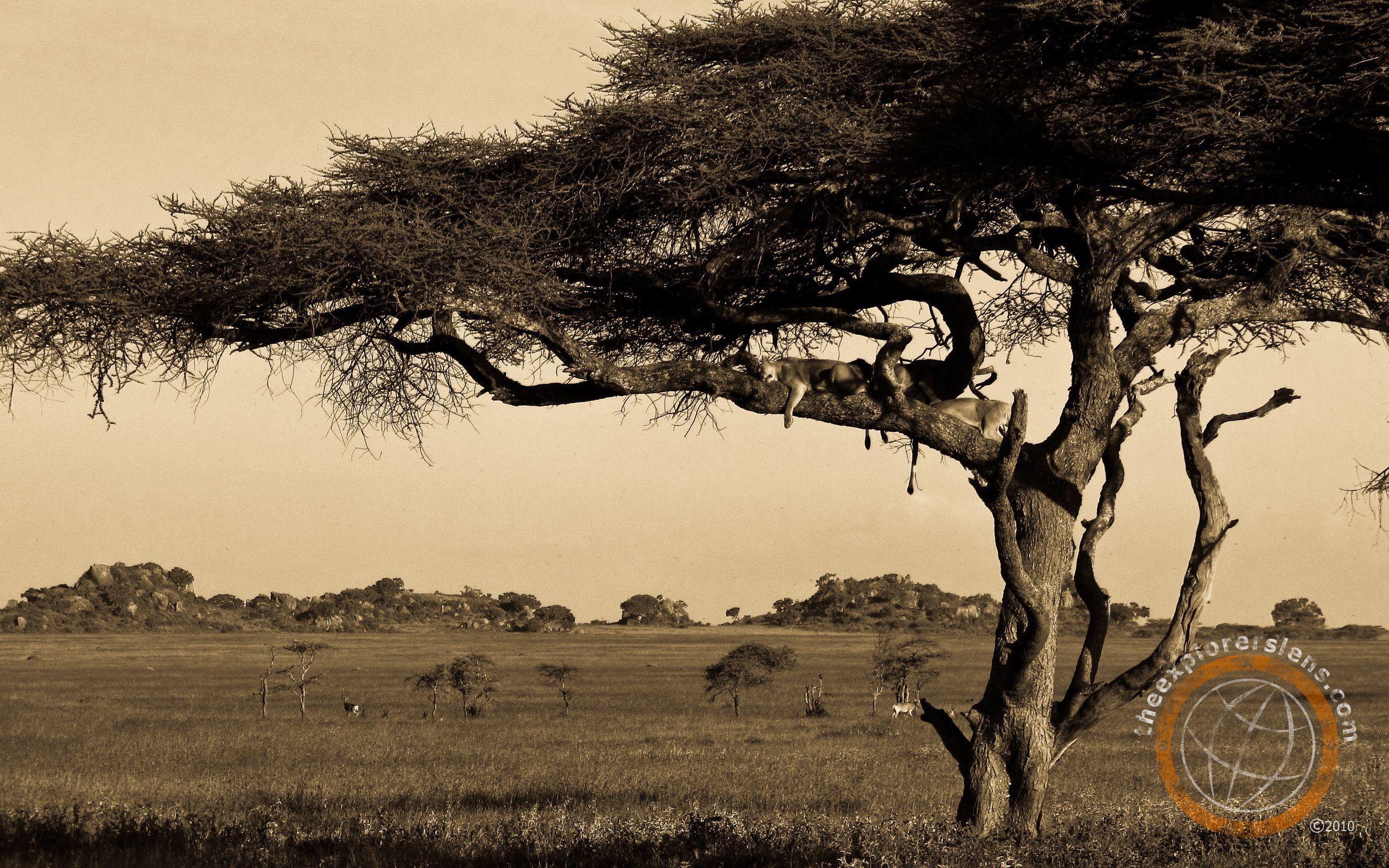 Serengeti Wallpapers - Top Free Serengeti Backgrounds - WallpaperAccess
