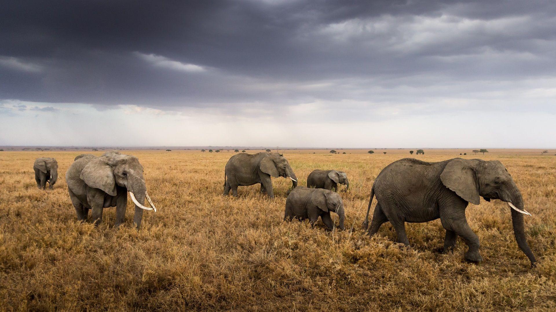 Serengeti Safari Image | National Geographic Your Shot 