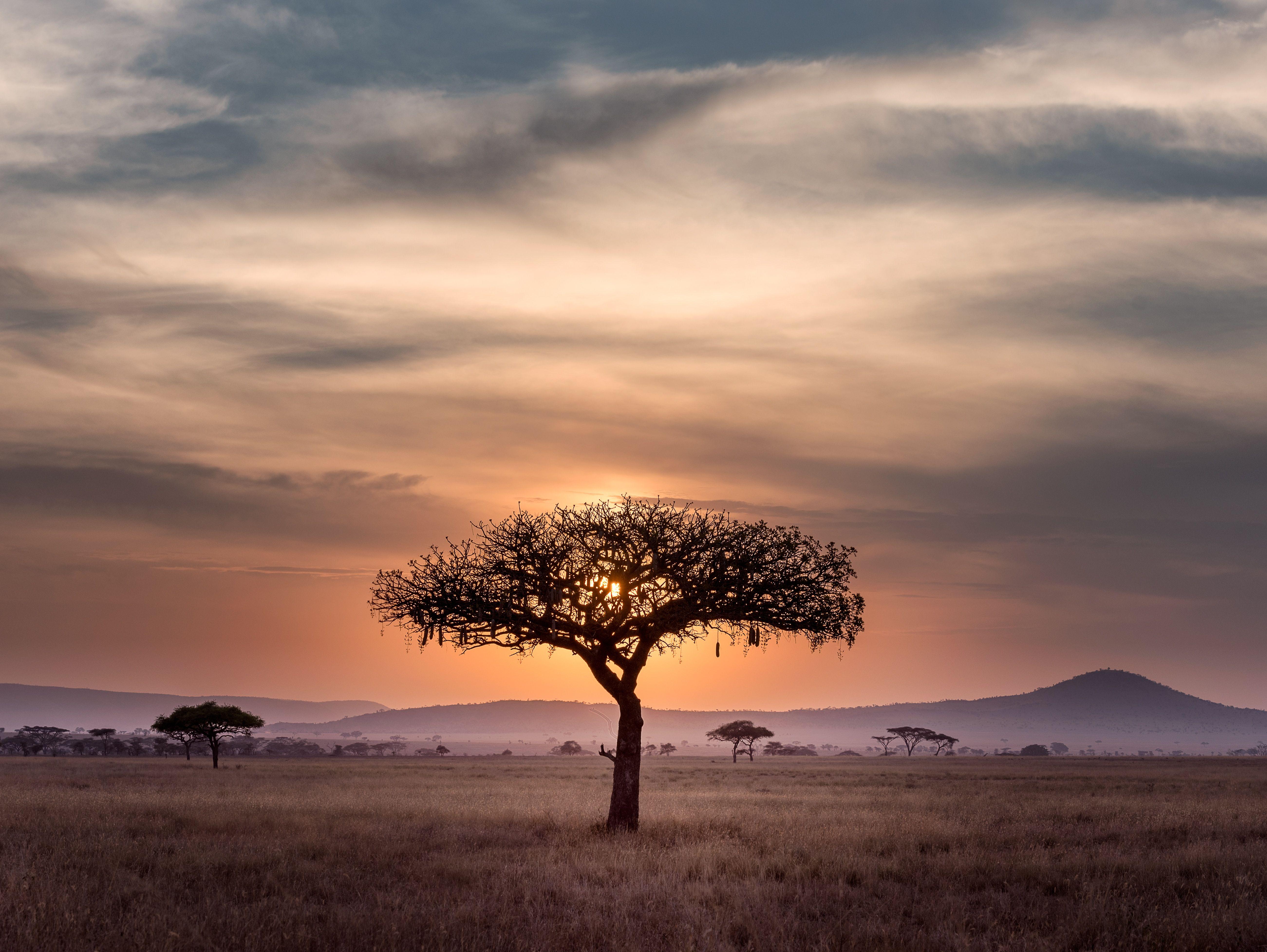 Serengeti Wallpapers - Top Free Serengeti Backgrounds - WallpaperAccess