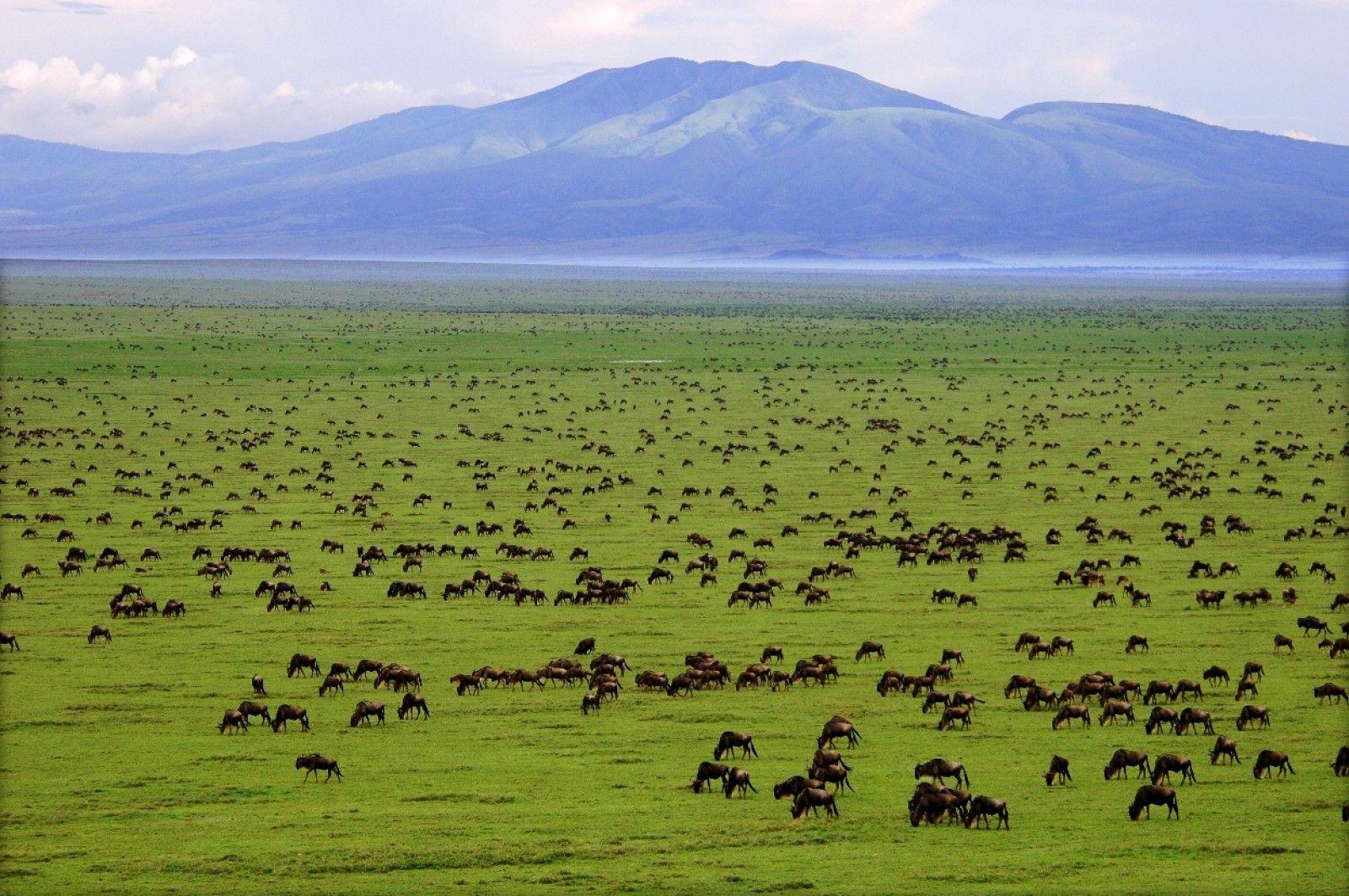 Serengeti Wallpapers - Top Free Serengeti Backgrounds - WallpaperAccess