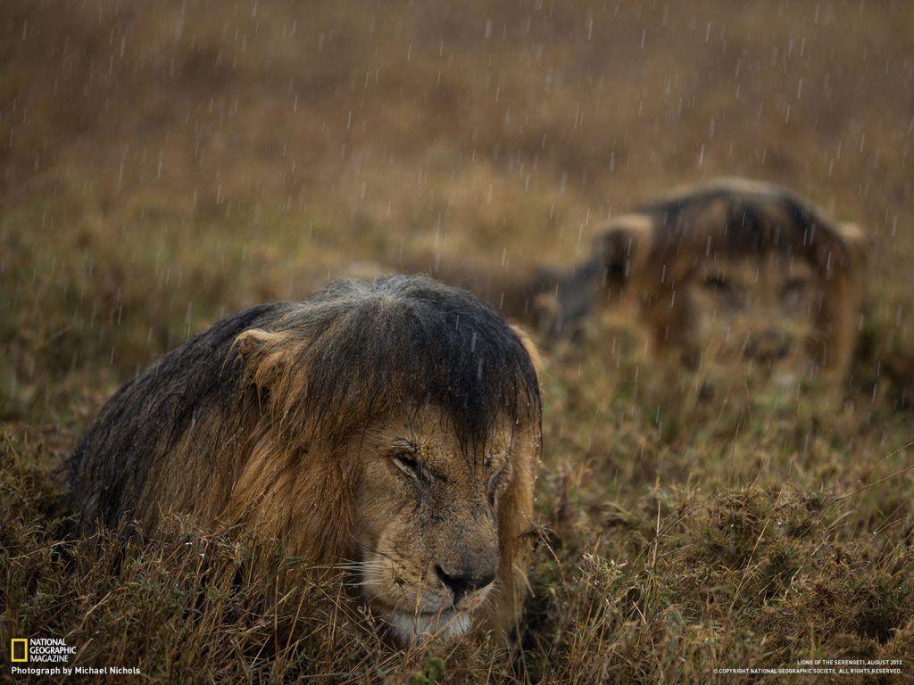 1024x768 Serengeti National Park Wallpaper