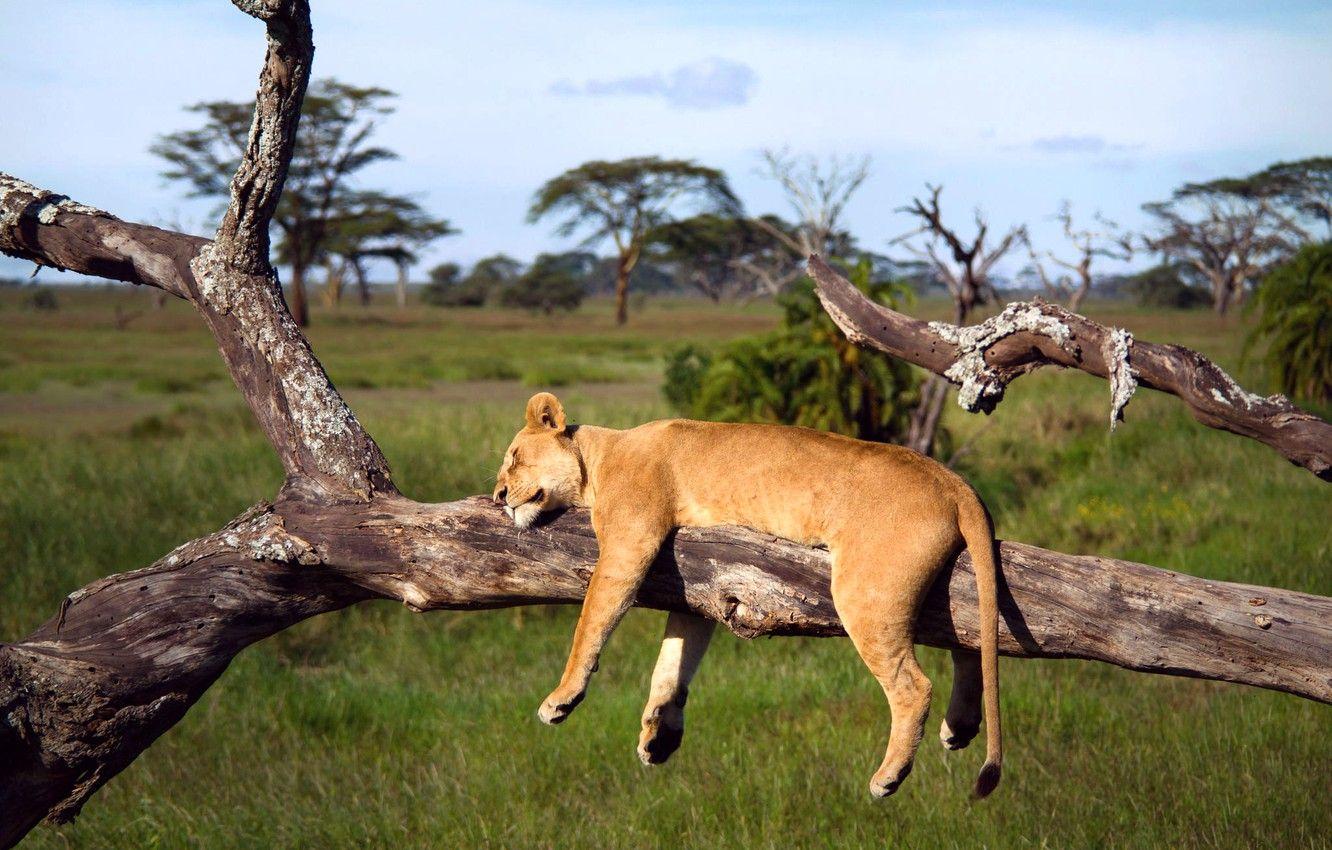 1332x850 Wallpaper tree, Leo, sleeping, Africa, lioness, Tanzania