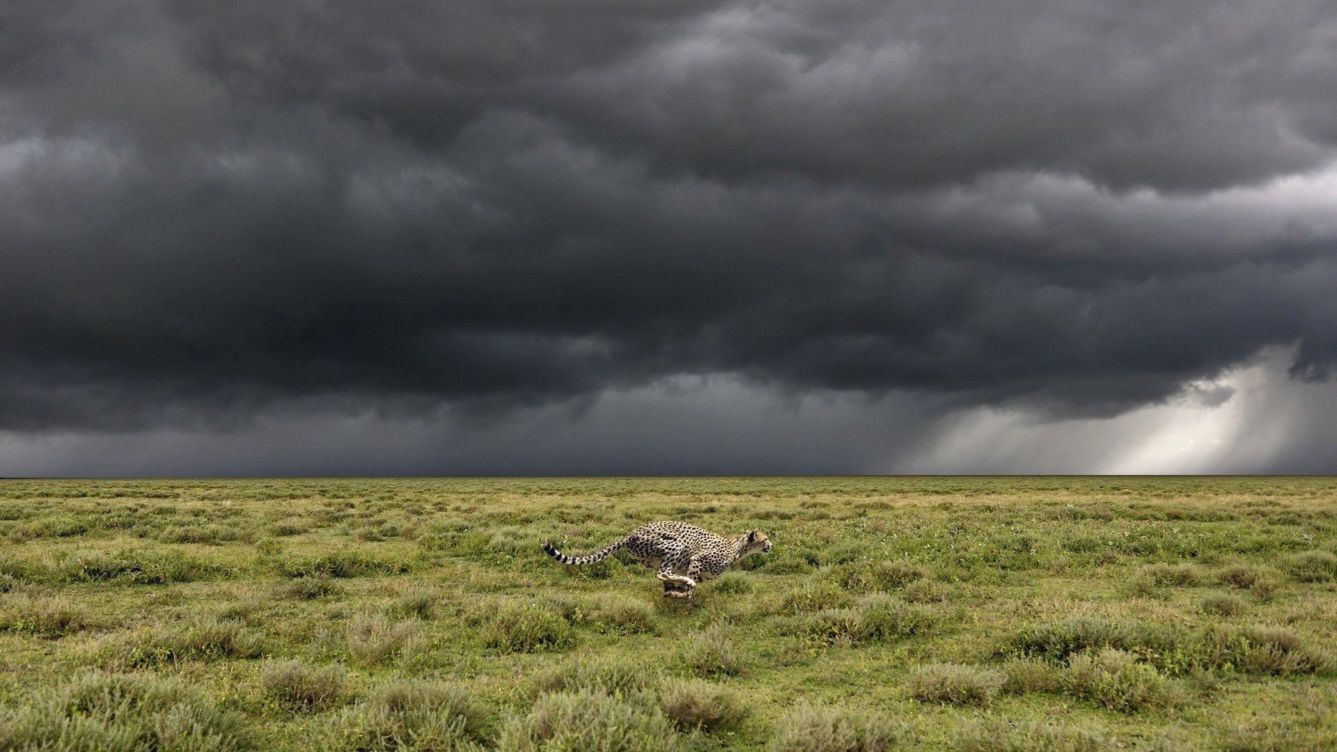1920x1080 Cheetah Running Serengeti National Park Tanzania Plains Wallpaper