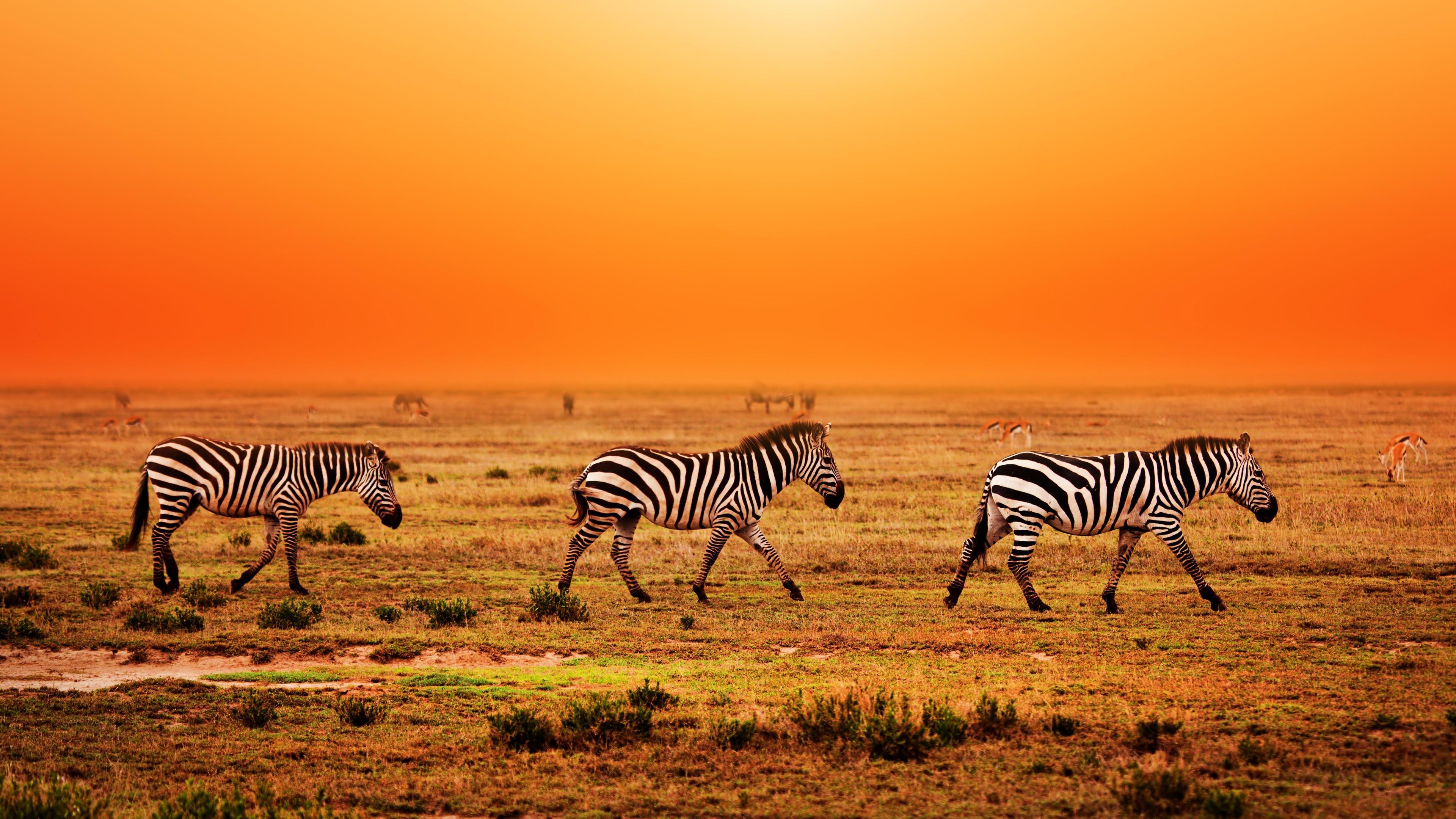 3840x2160 Serengeti National Park Wallpaper