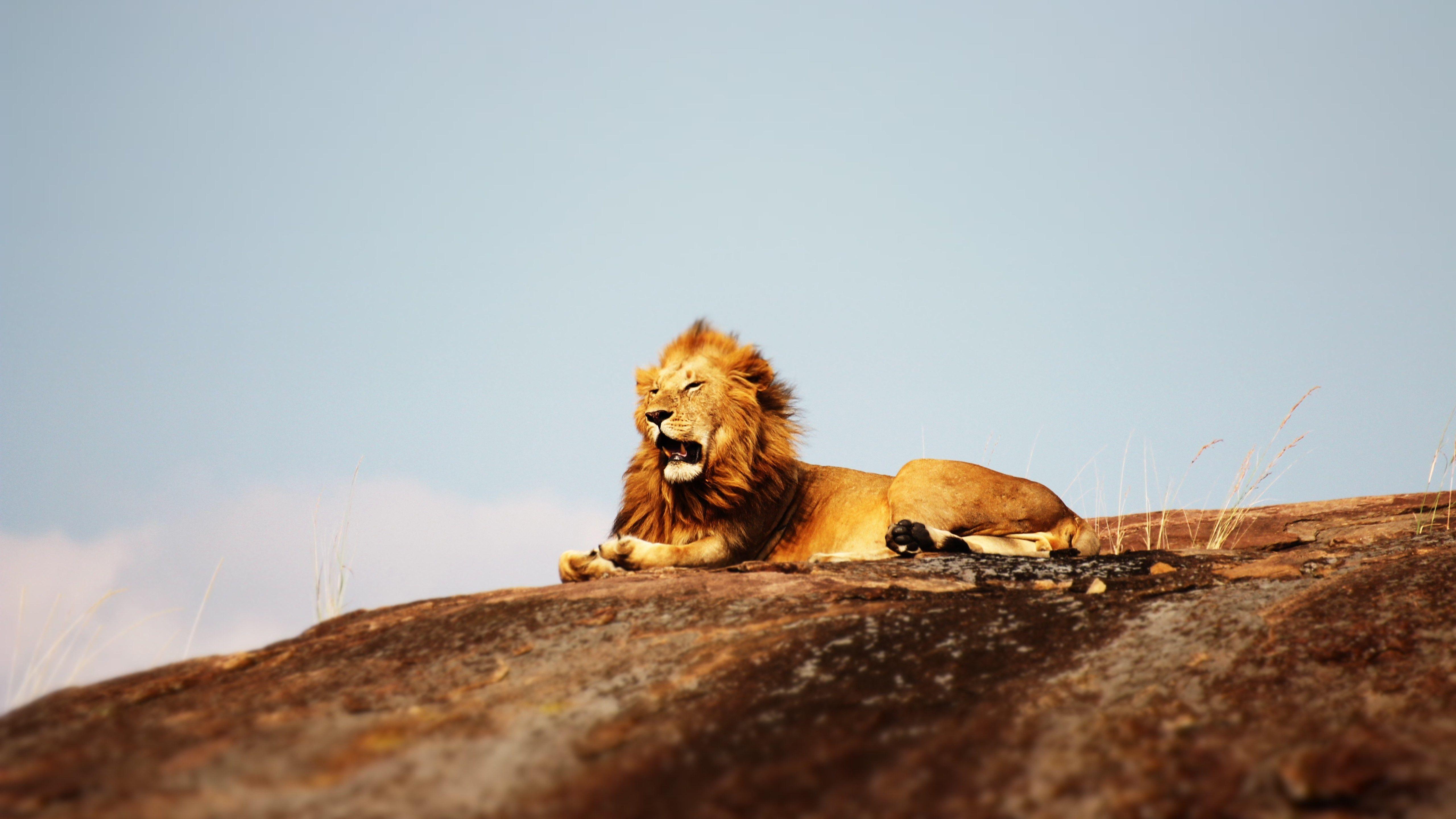 5120x2880 Download wallpaper: Lion in Serengeti National Park 5120x2880