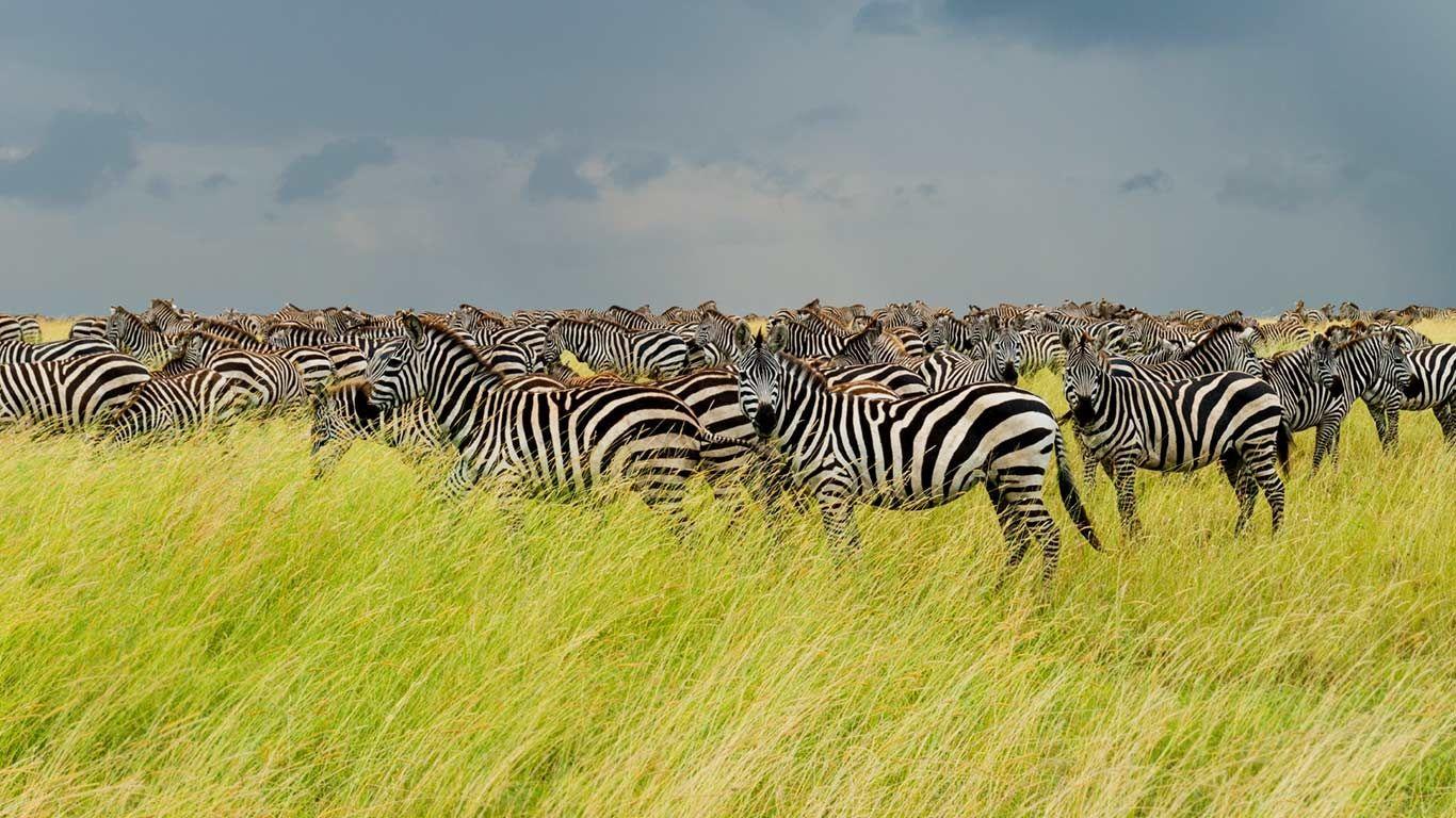 1366x768 Today's Wallpaper: Serengeti Zebras