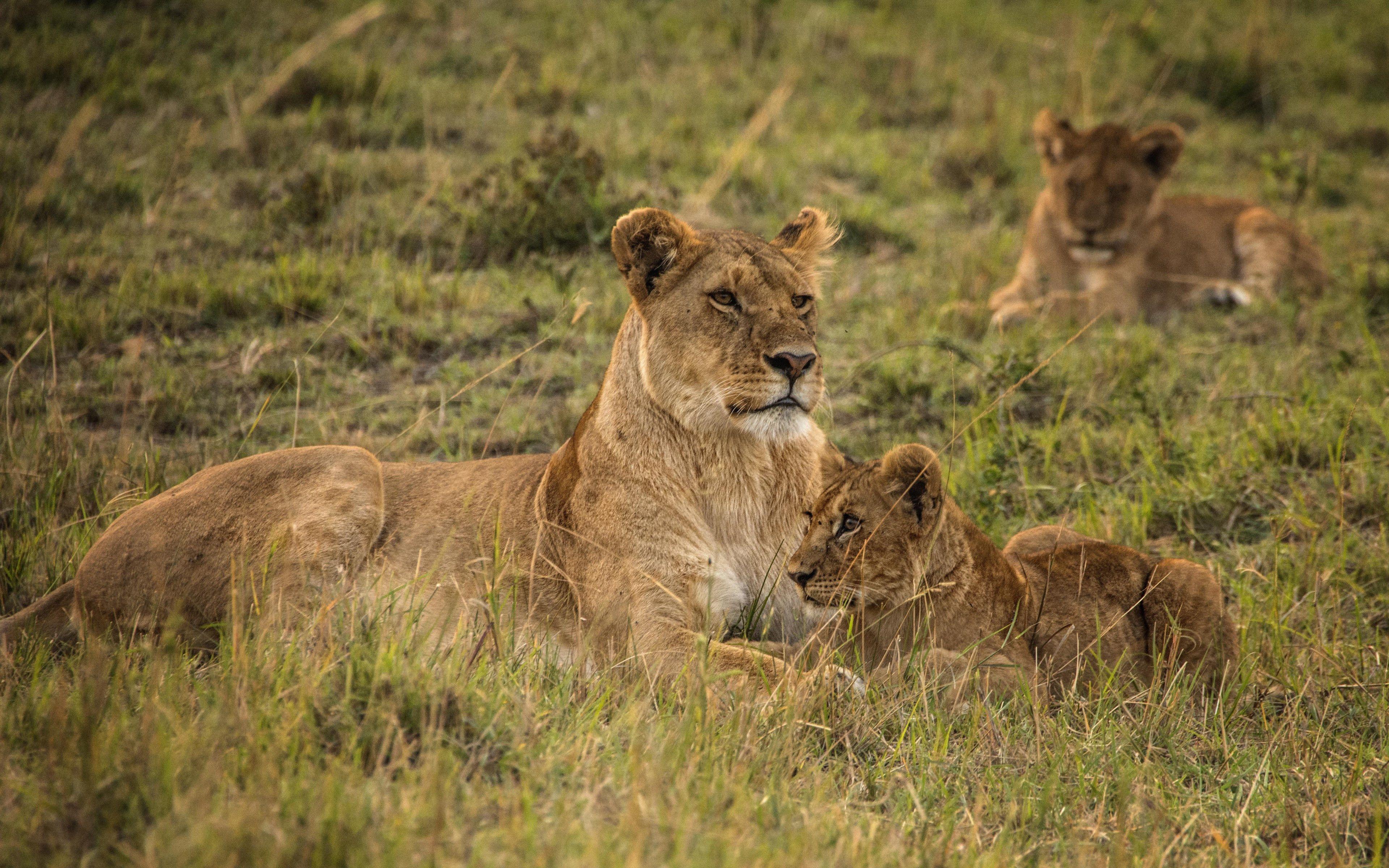 Serengeti Wallpapers - Top Free Serengeti Backgrounds - WallpaperAccess