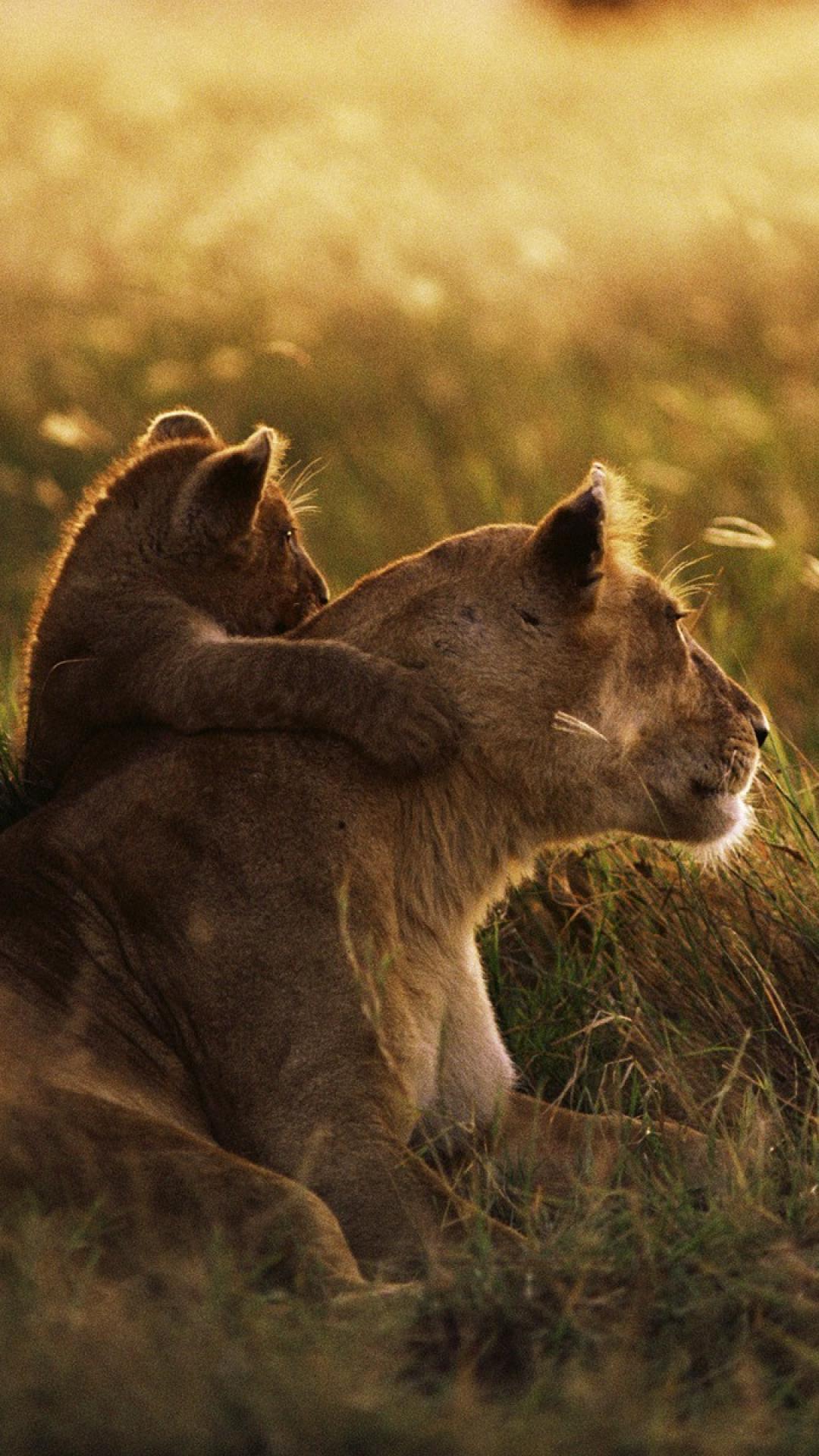 Serengeti Wallpapers - Top Free Serengeti Backgrounds - WallpaperAccess