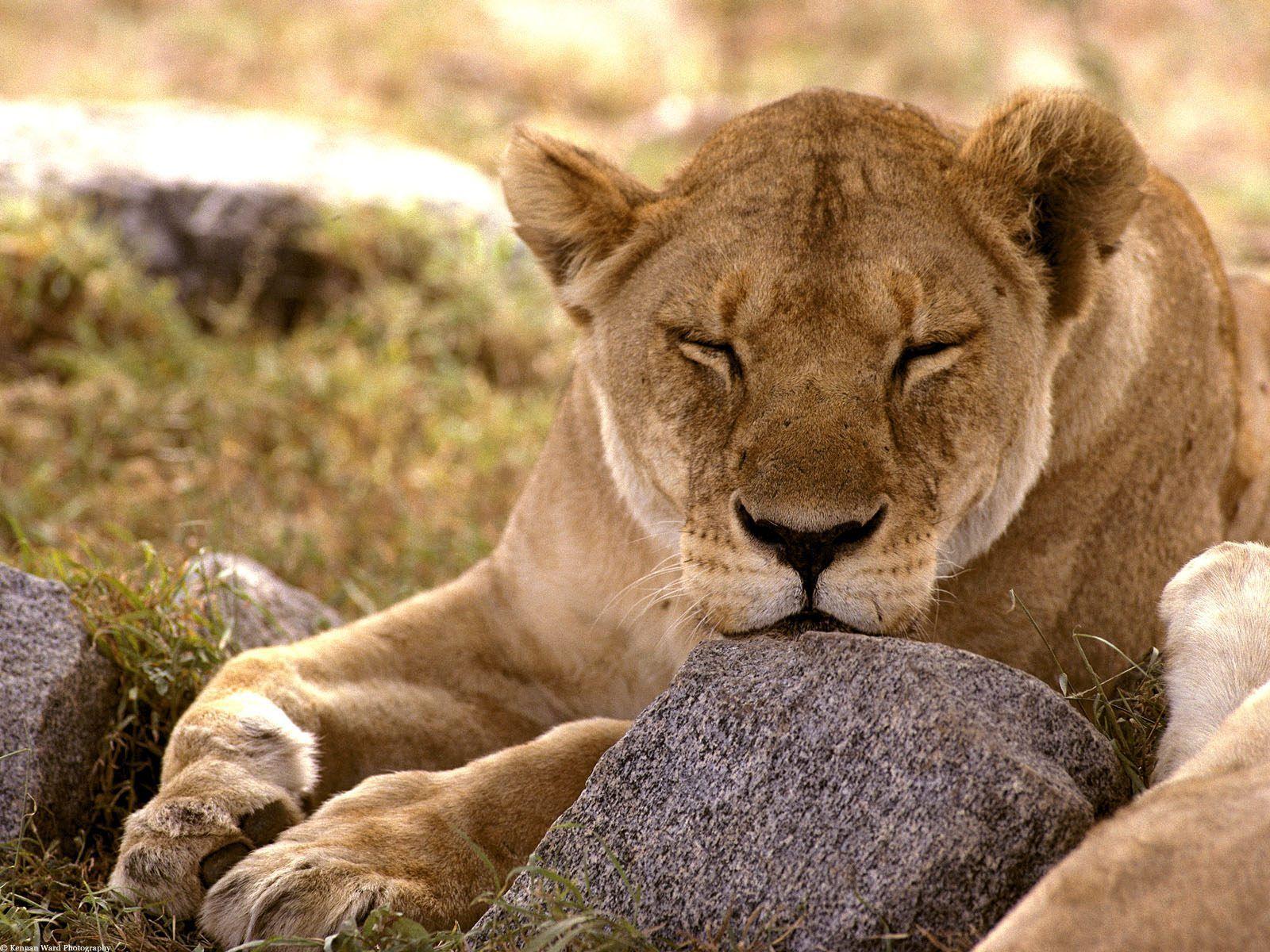 1600x1200 animals, lions, Serengeti wallpaper
