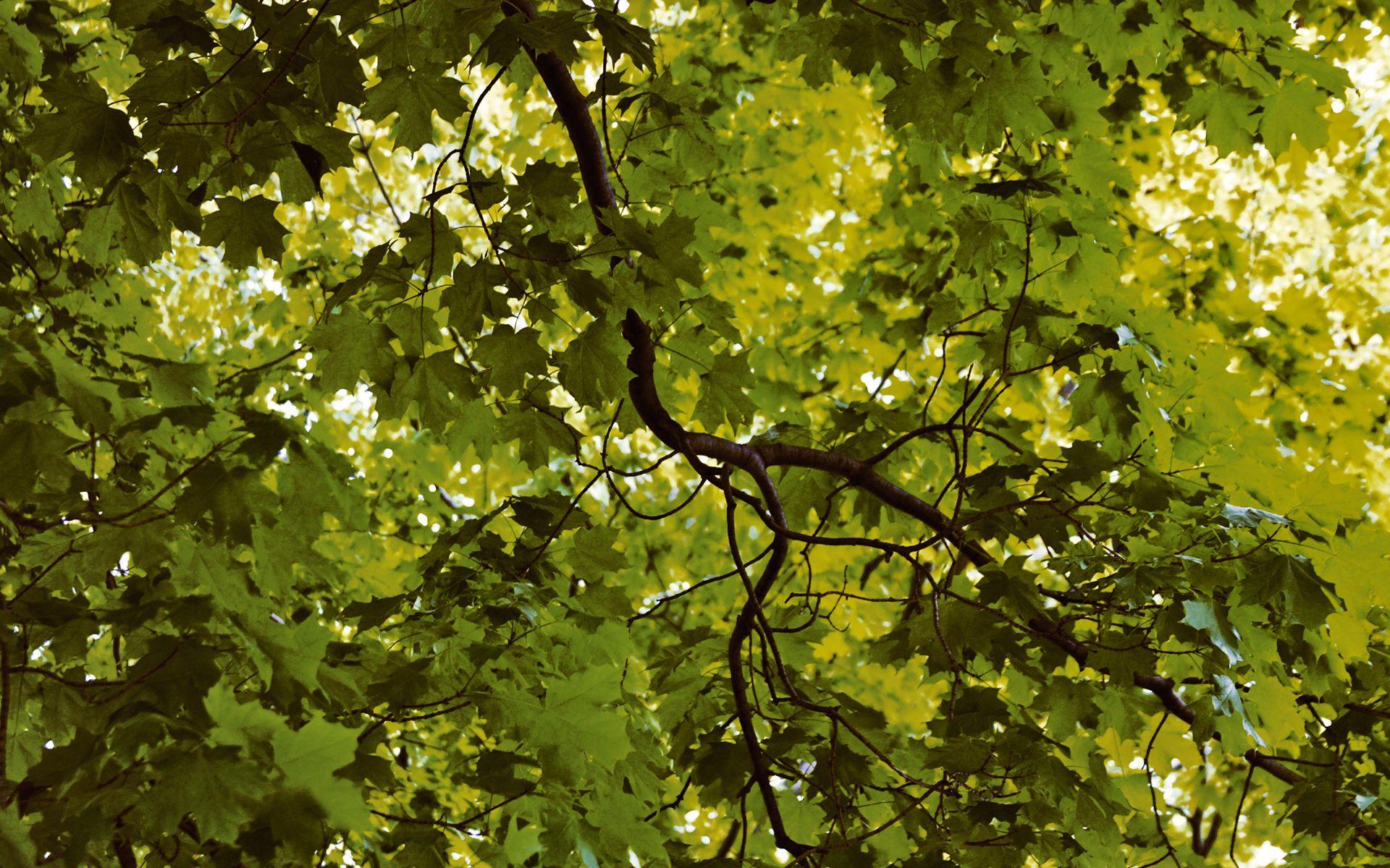 1920x1200 nature, Trees, Forest, Leaves, Green, Branch, Spring, Abstract