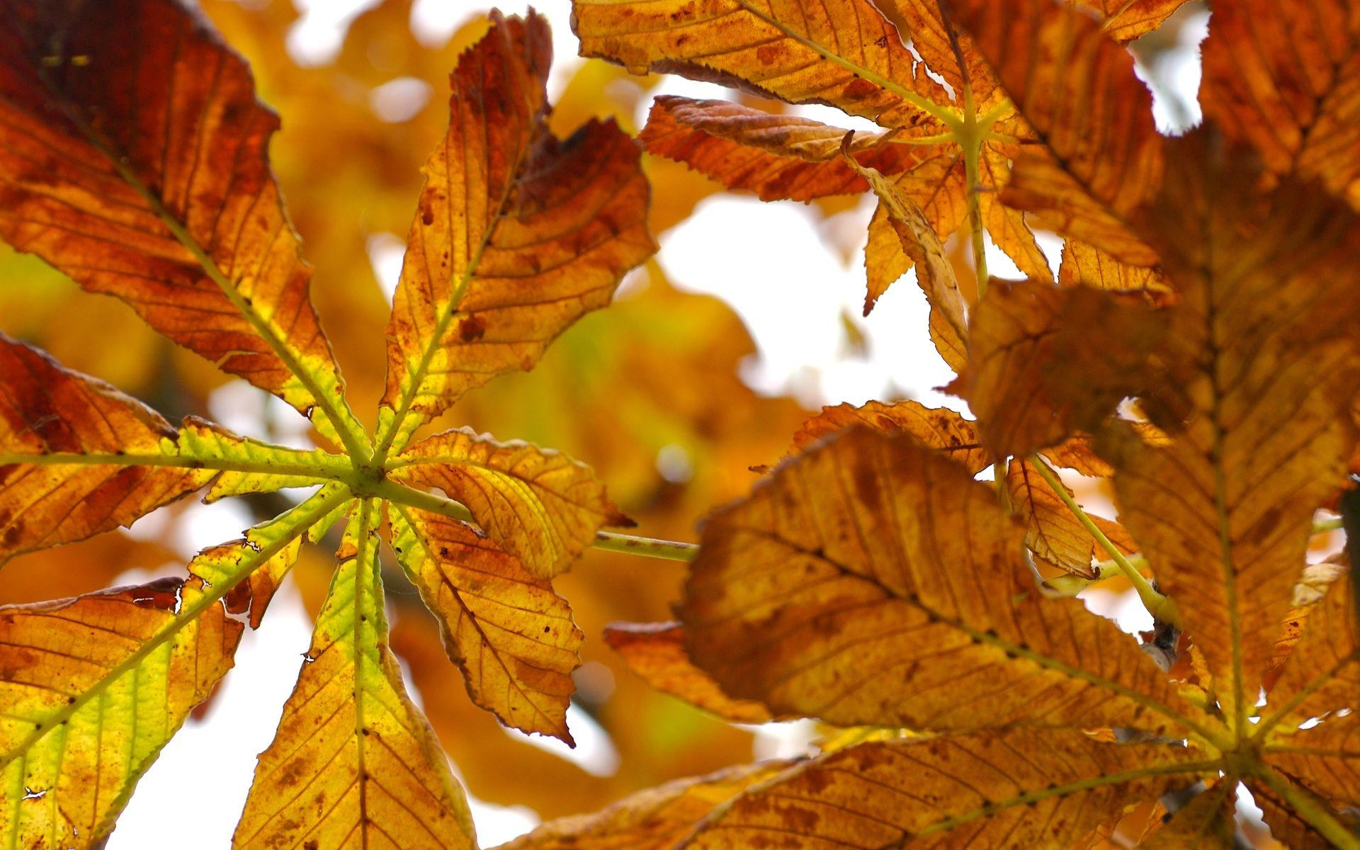 1920x1200 Autumn, wallpaper, leaves, abstracts, abstract, resolution, high