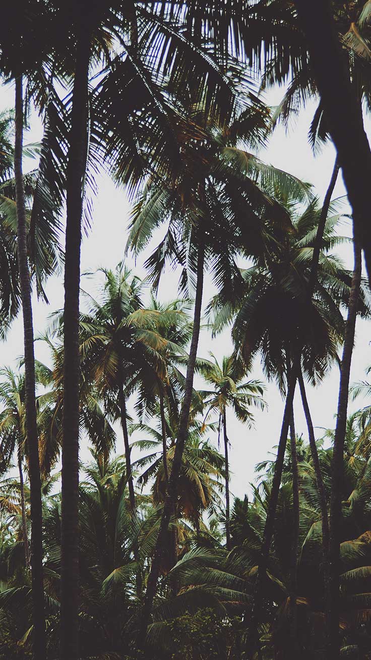 736x1308 Welcome To The Jungle iPhone Xs Max Wallpaper