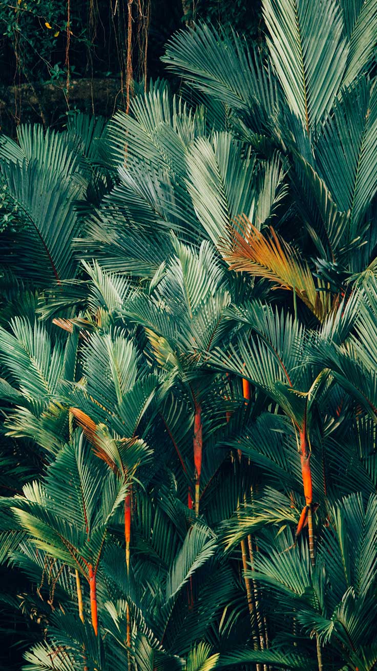 736x1308 Welcome To The Jungle iPhone Xs Max Wallpaper