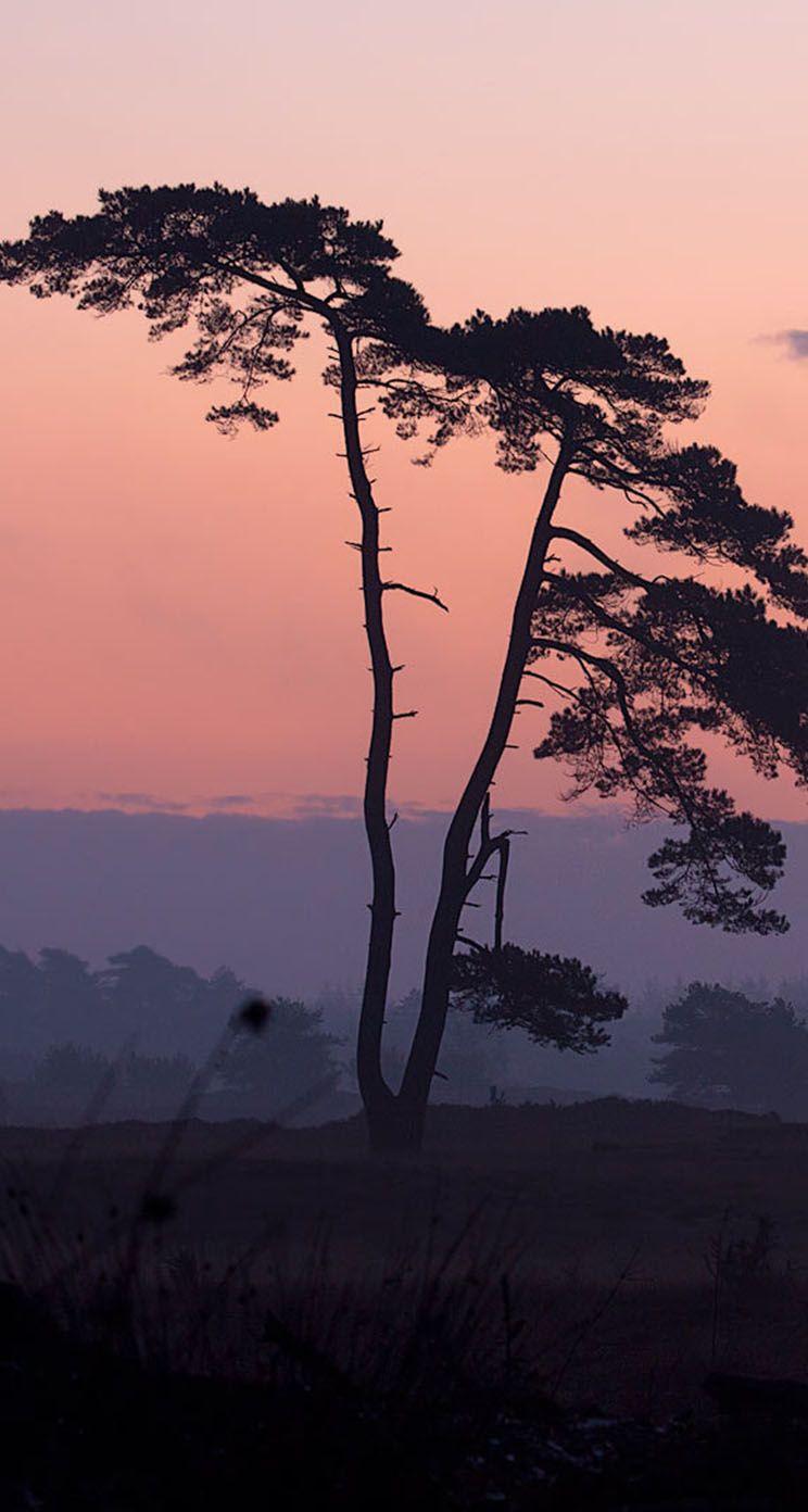 744x1392 The iPhone Wallpaper Jungle Sunset landscapes