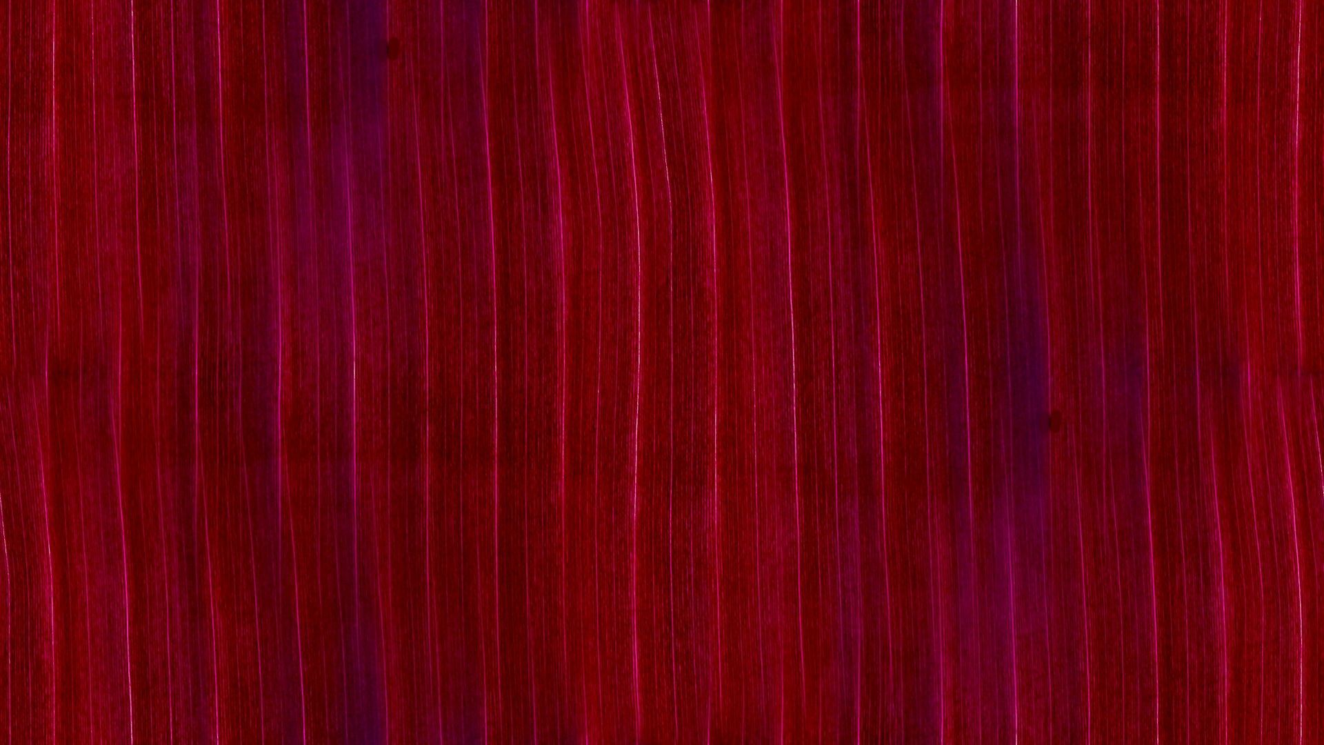 1920x1080 Download free photo of Maroon, red, background, web, website