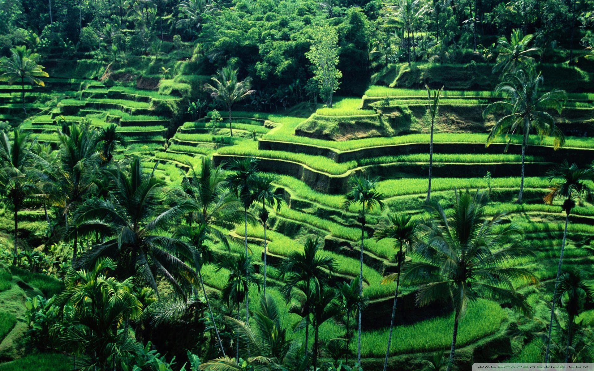 Bali Wallpapers Top Free Bali Backgrounds Wallpaperaccess