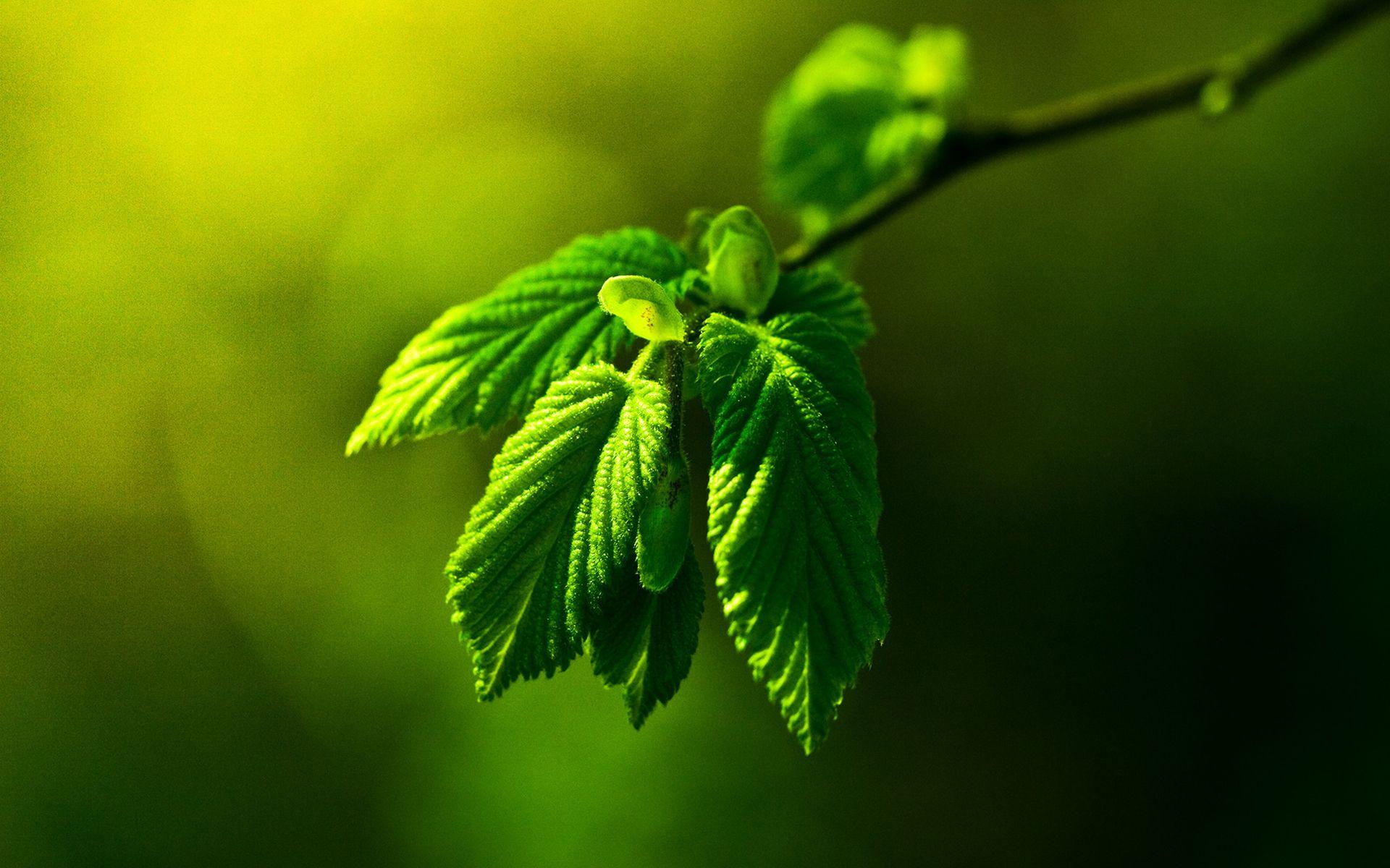 1920x1200 Close Up HD Wallpaper 05389