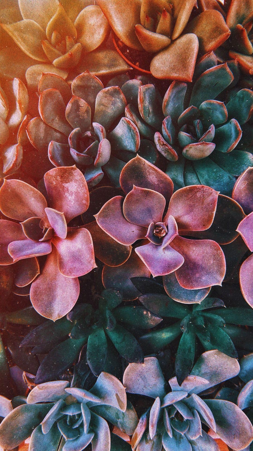 1080x1920 Succulent plants, flora, closeup wallpaper #gardenwallpaperiphone