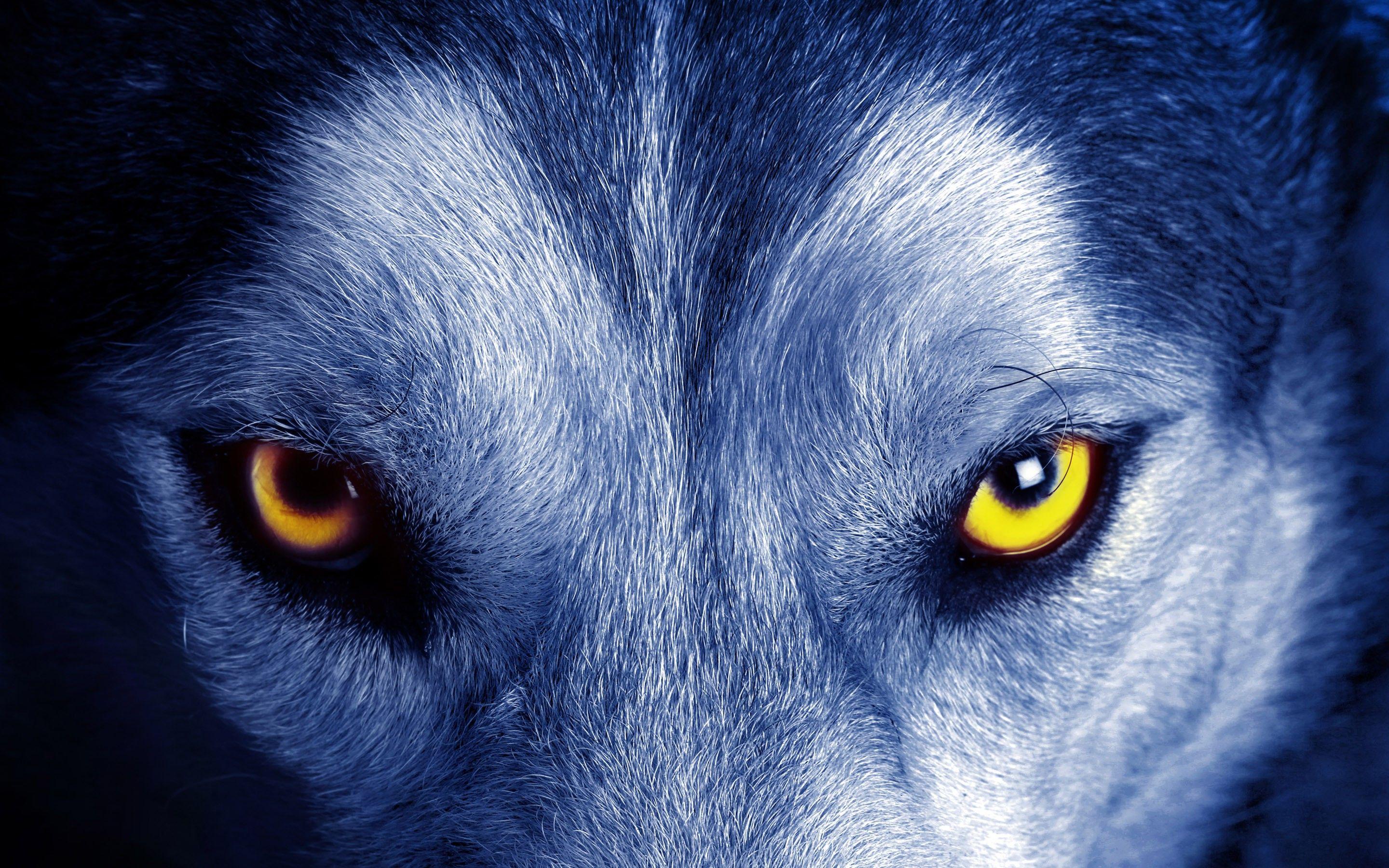 2880x1800 animals, Wolf, Closeup Wallpaper HD / Desktop and Mobile Background
