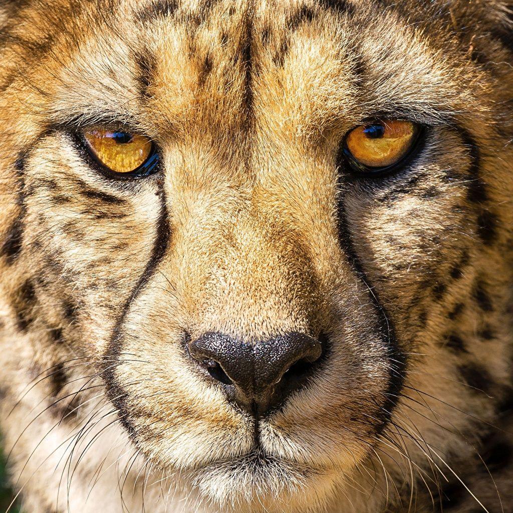 Cheetah Eyes Wallpapers - Top Free Cheetah Eyes Backgrounds -  WallpaperAccess