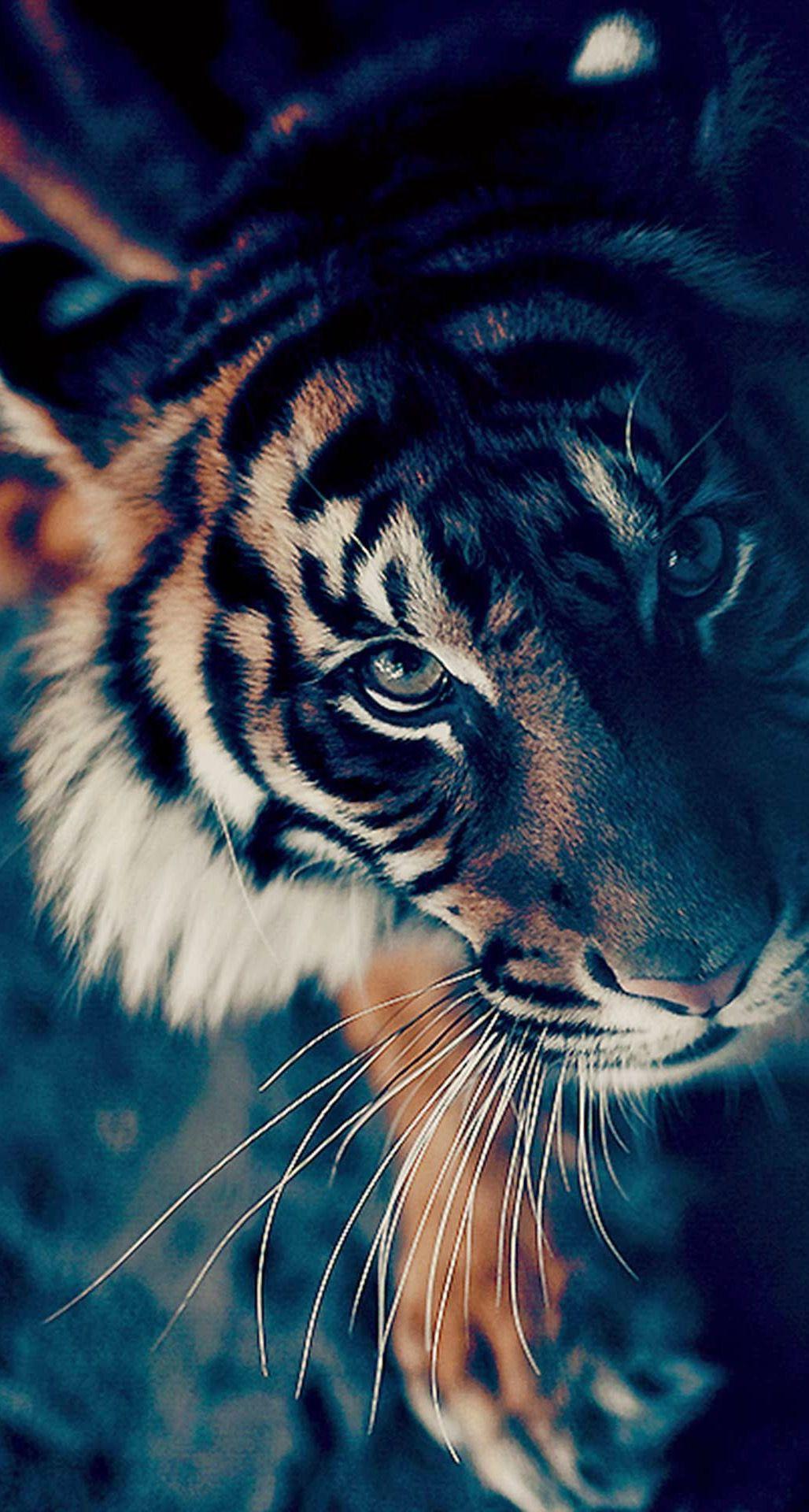 1028x1920 Bengal Tiger Face Closeup Android Wallpaper free download