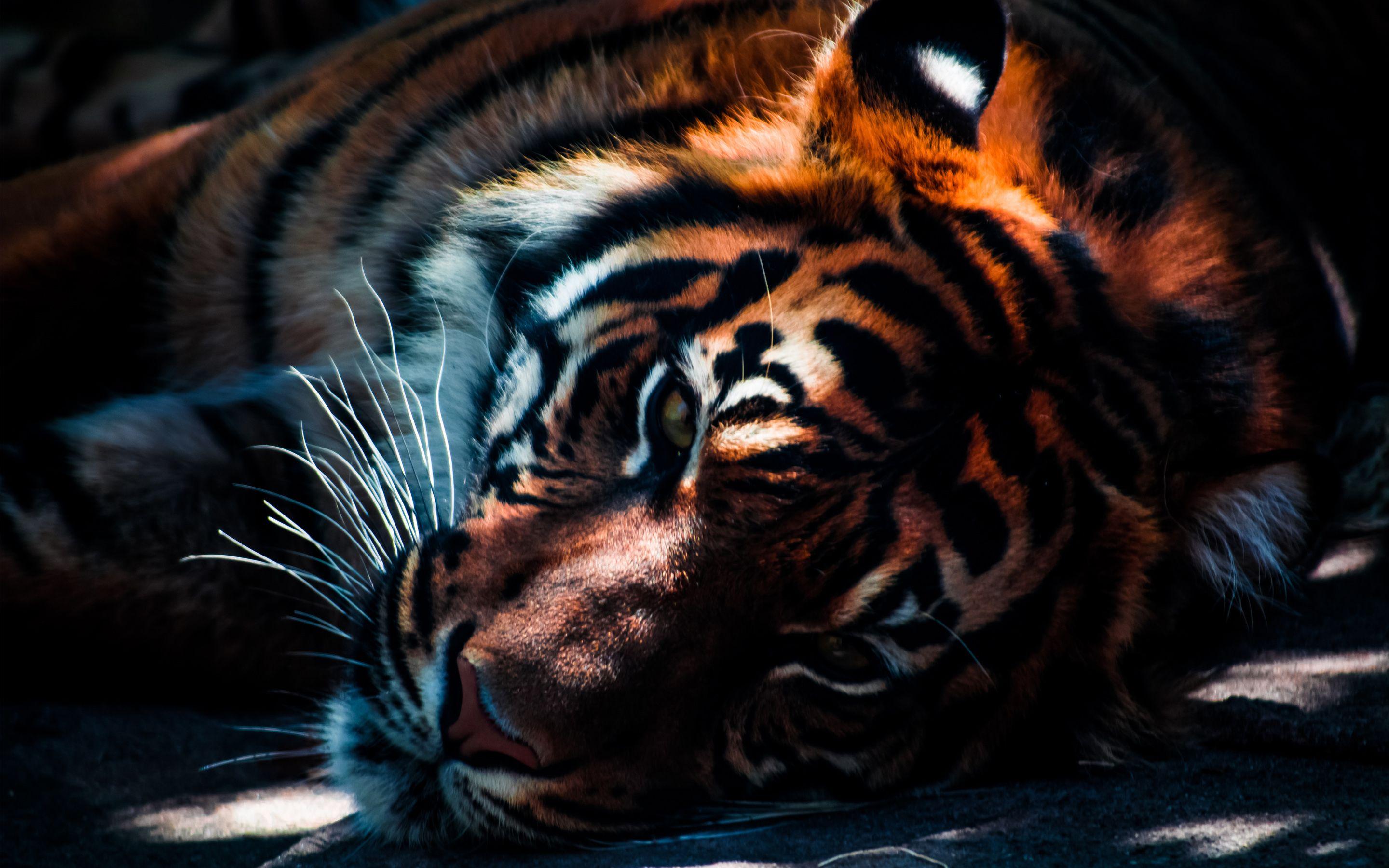 2880x1800 closeup 4K wallpaper for your desktop or mobile screen free